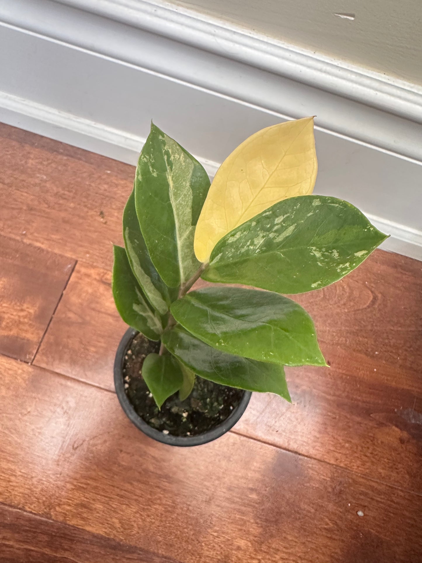 Variegated Zz