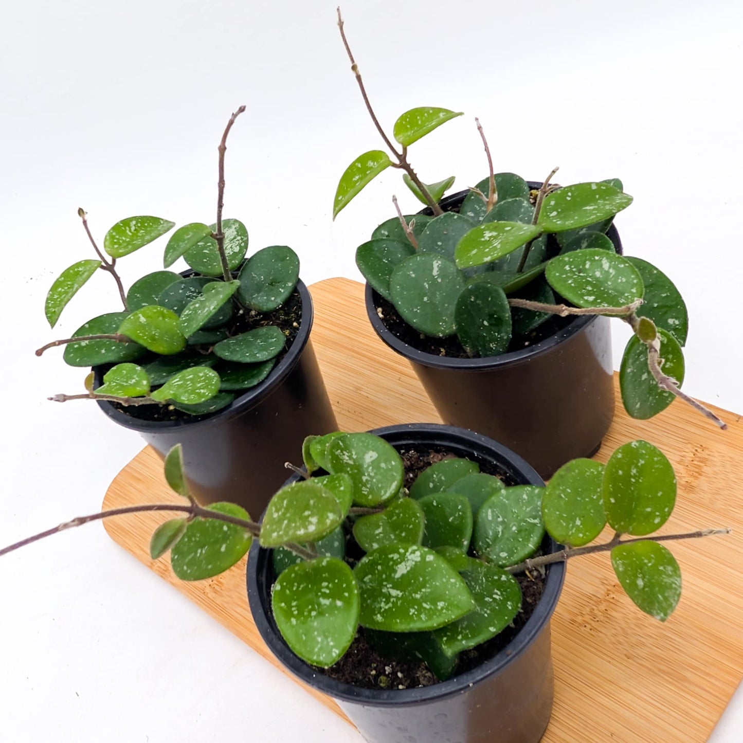 Hoya Mathilde Splash