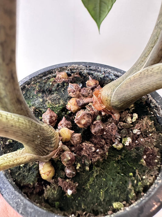 Alocasia Metalic Blue CORM - Clearance Sale