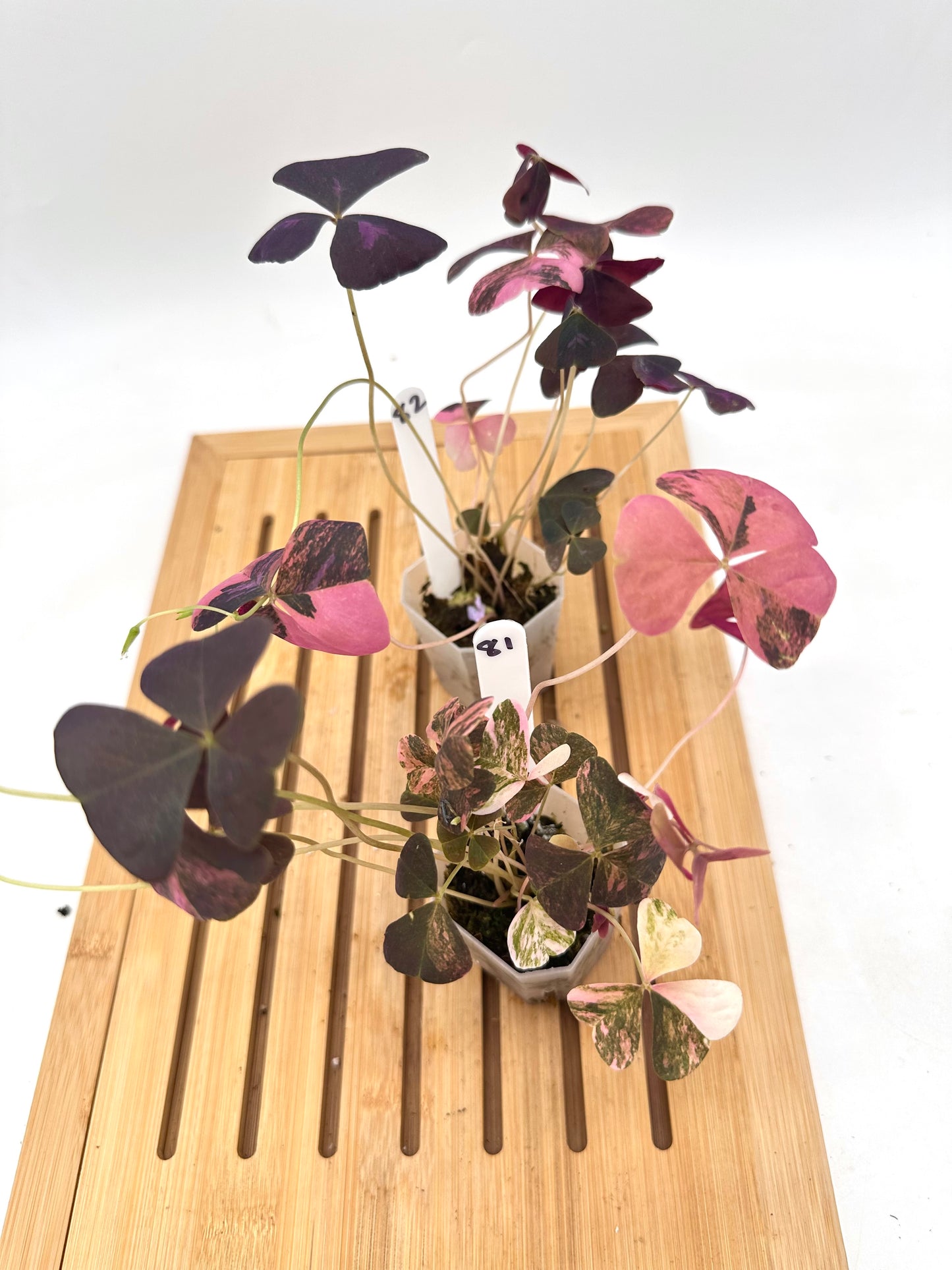 Oxalis Triangularis Pink Variegated 🩷 081 082