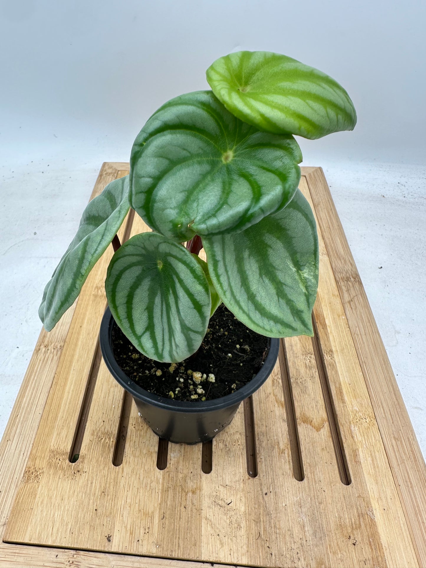 Peperomia Watermelon Sport Variegated
