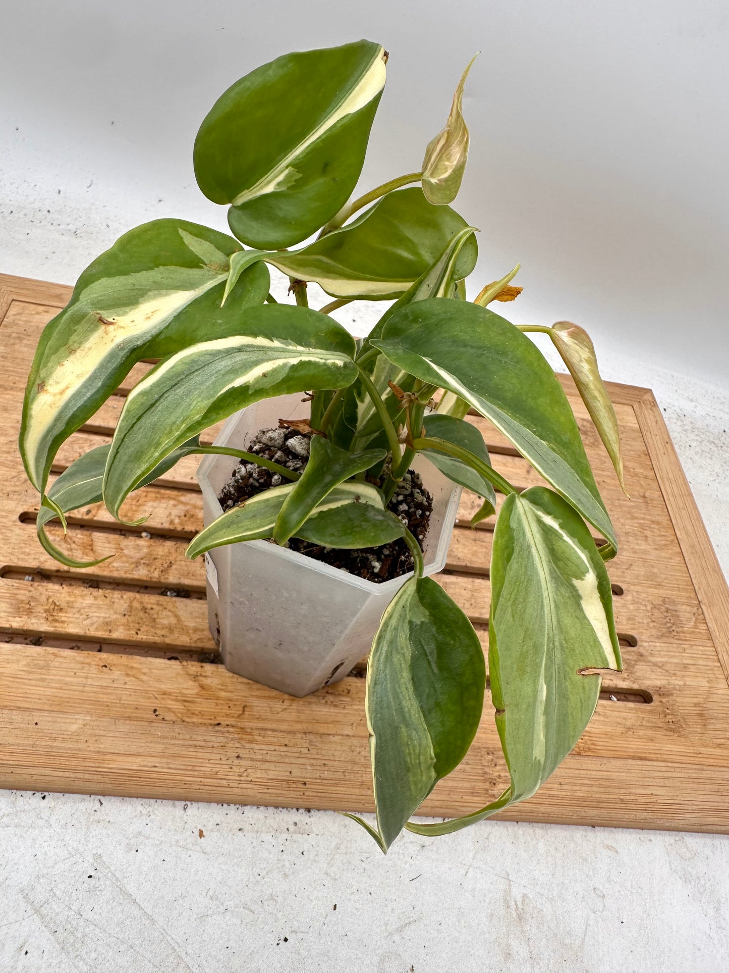 Philodendron Rio