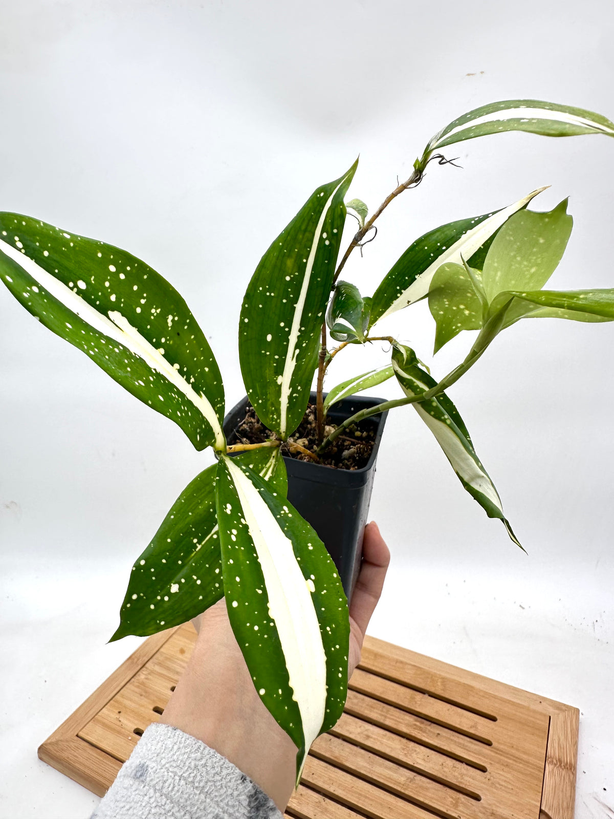 Dracaena ‘Milky Way’