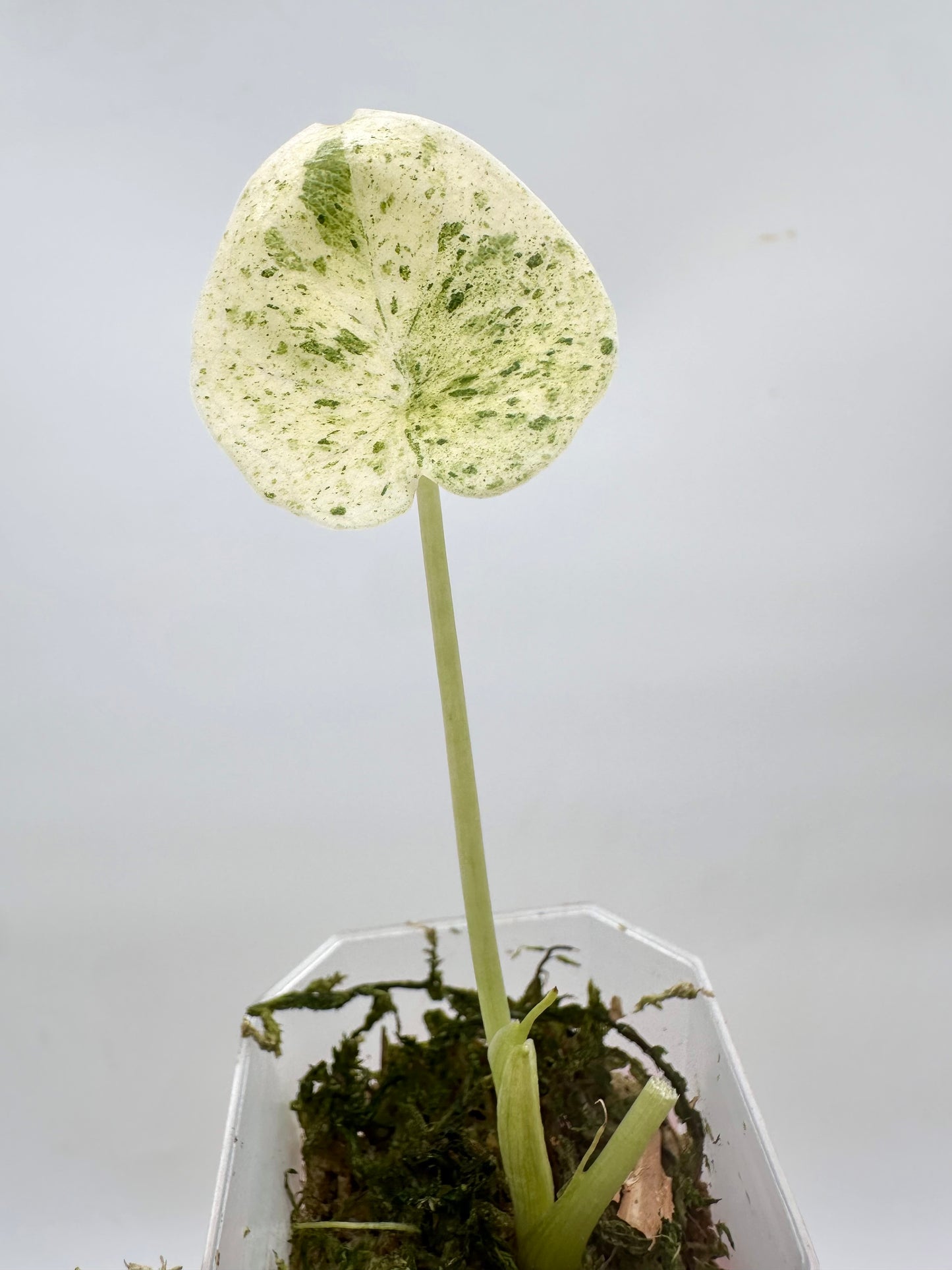 Alocasia Dragon Scale Mint Variegated