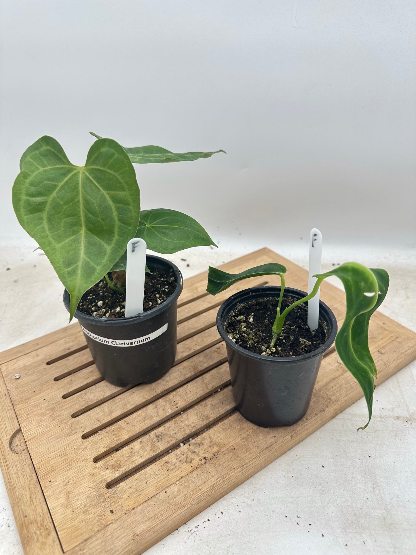 Combo Sale - Anthurium Clarivernum & Warrocquenum Dark Queen
