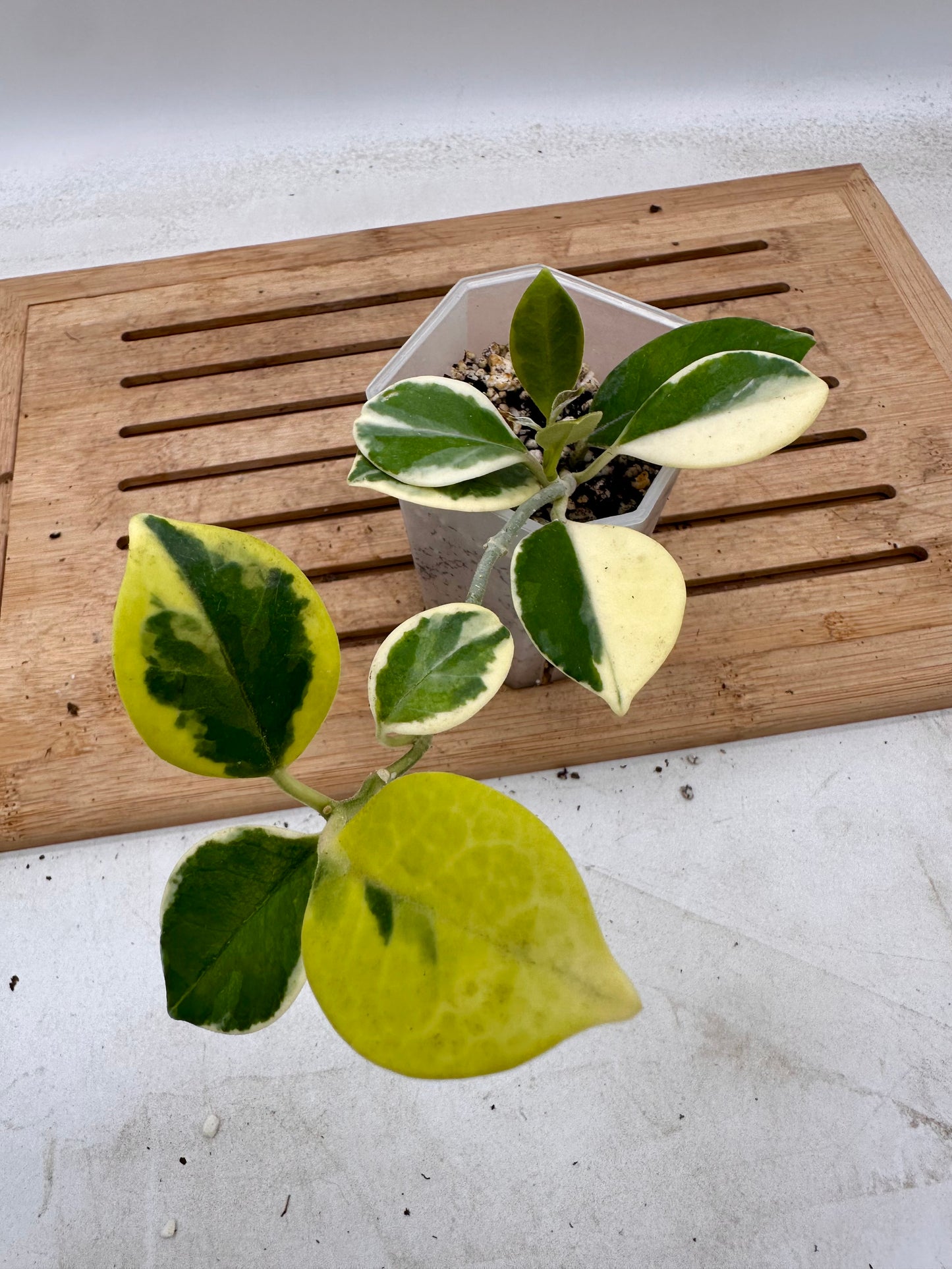 Hoya Australis Albo