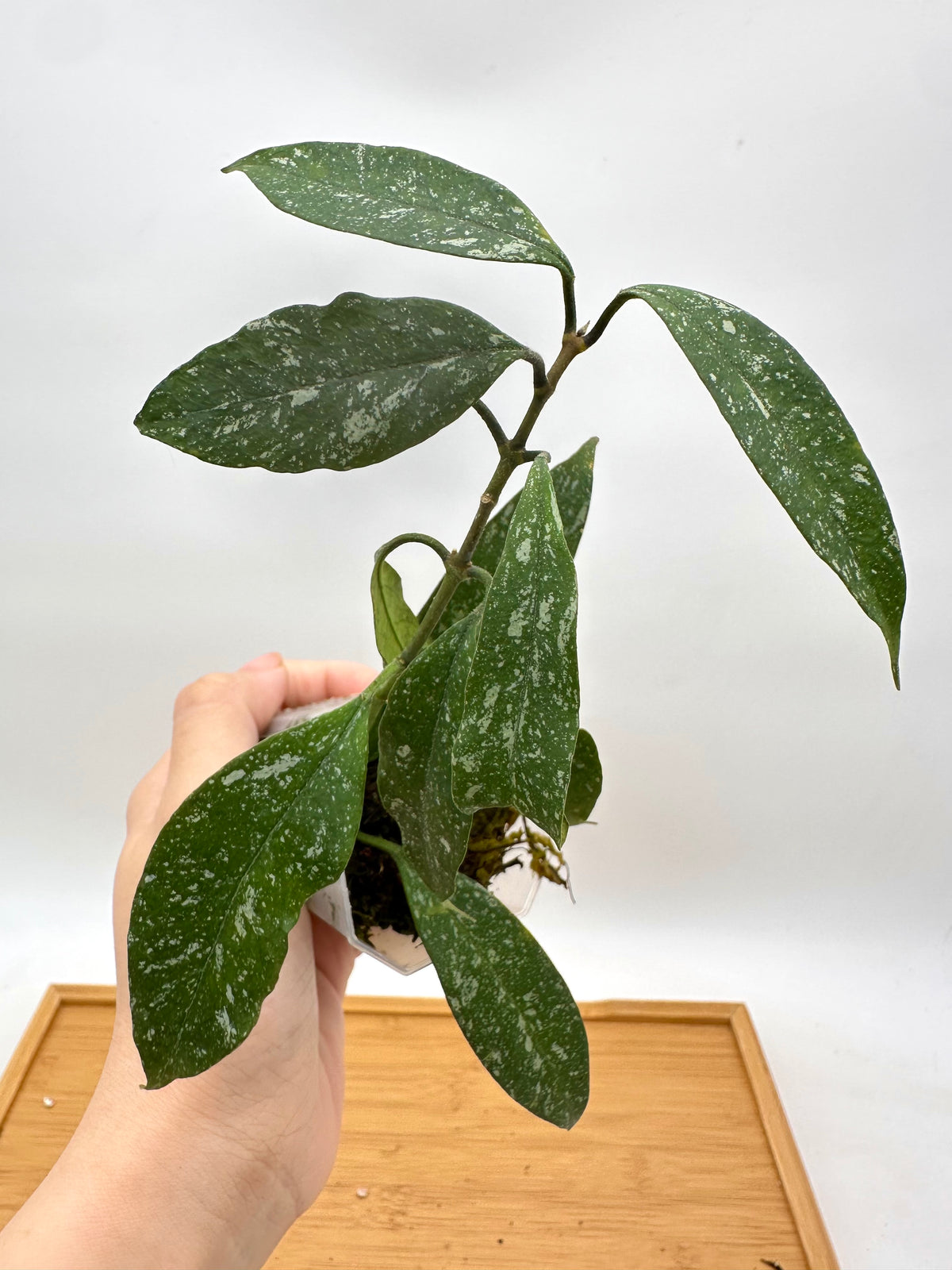 Hoya Multiflora Splash