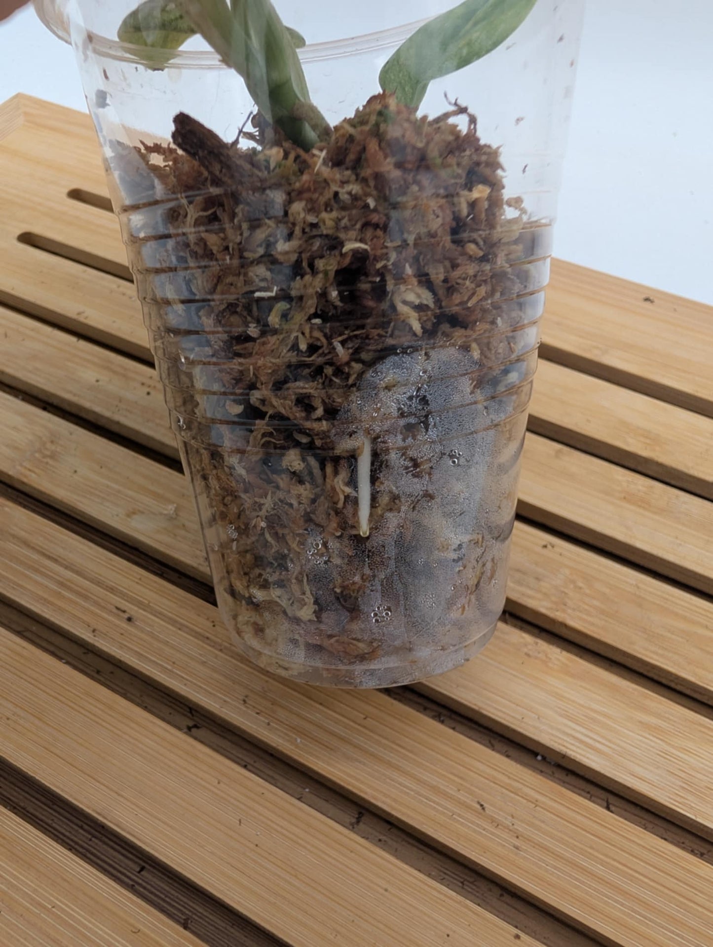 Scindapsus Superstar