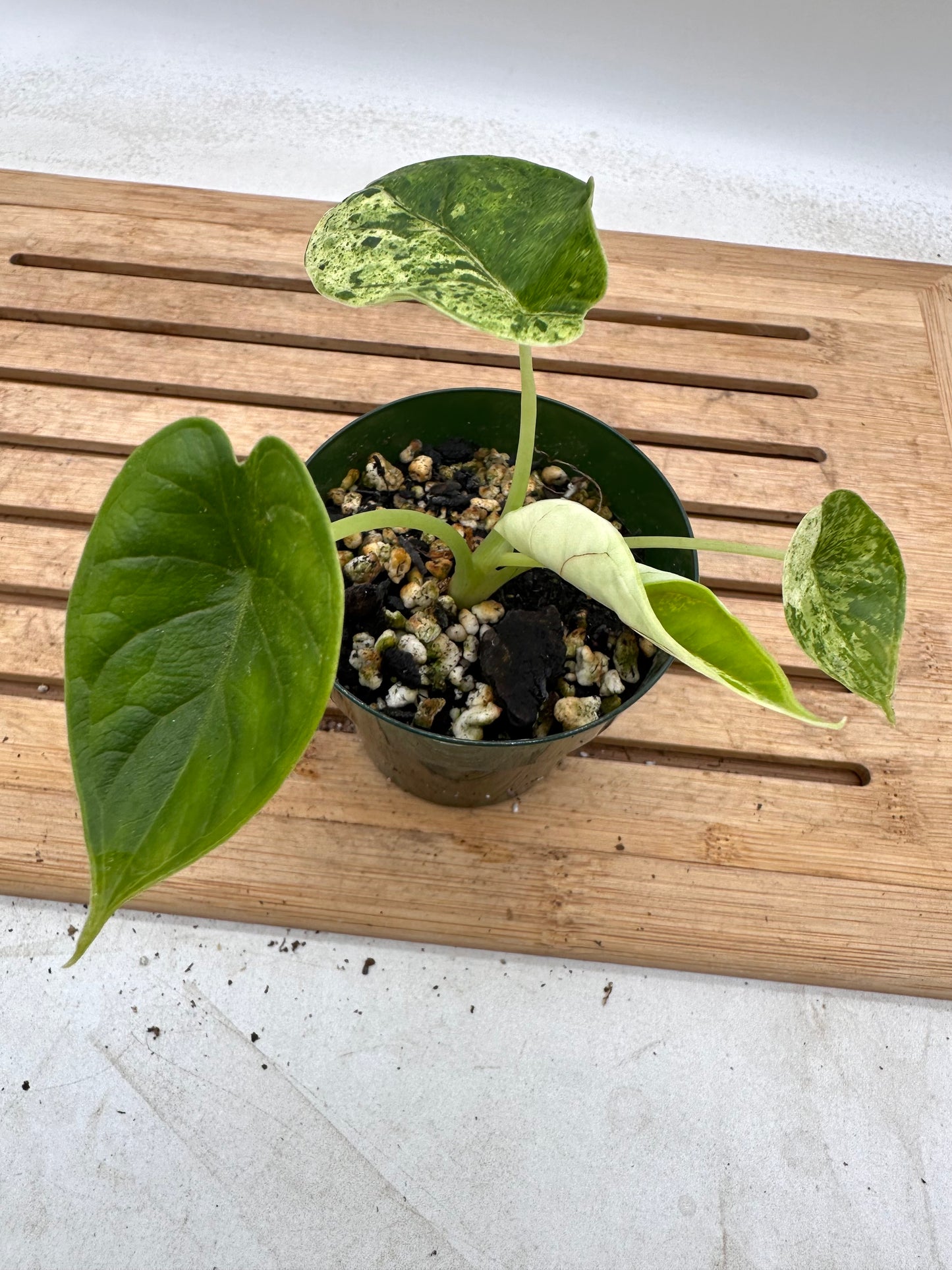 Alocasia Dragon Scale Mint Variegated - August Sale
