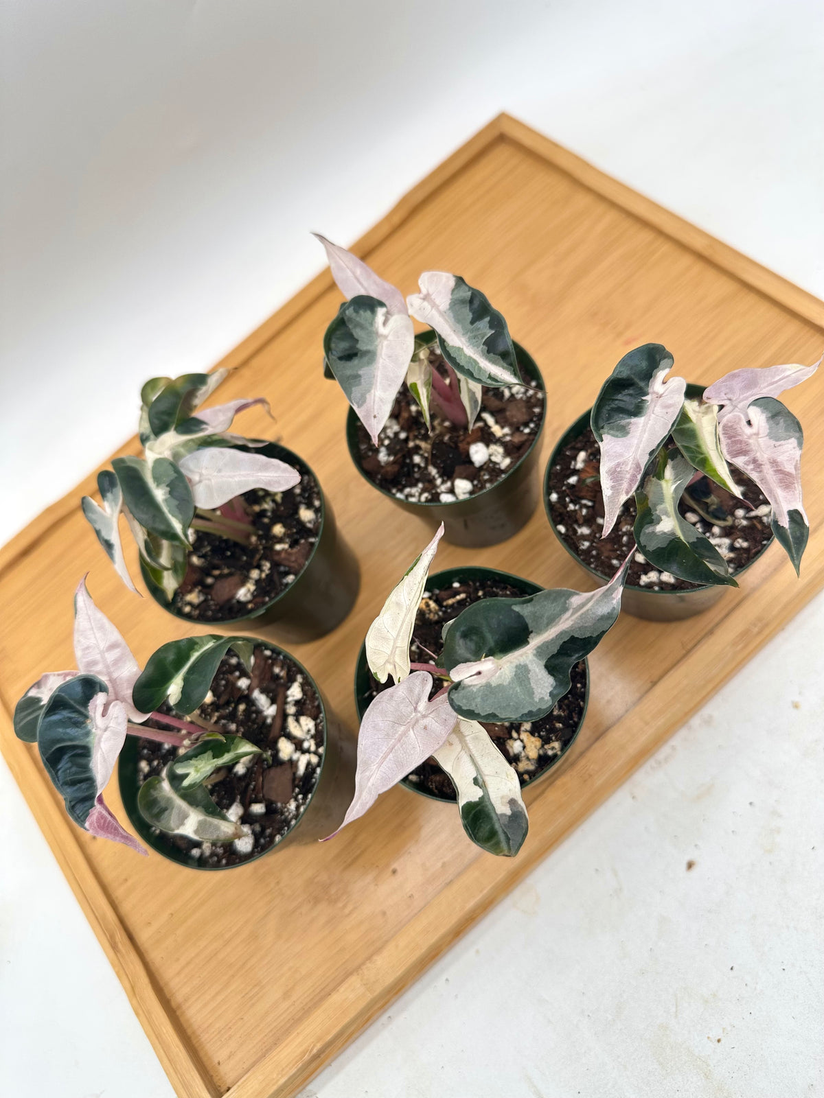 Alocasia Bambino Lava Pink Variegated