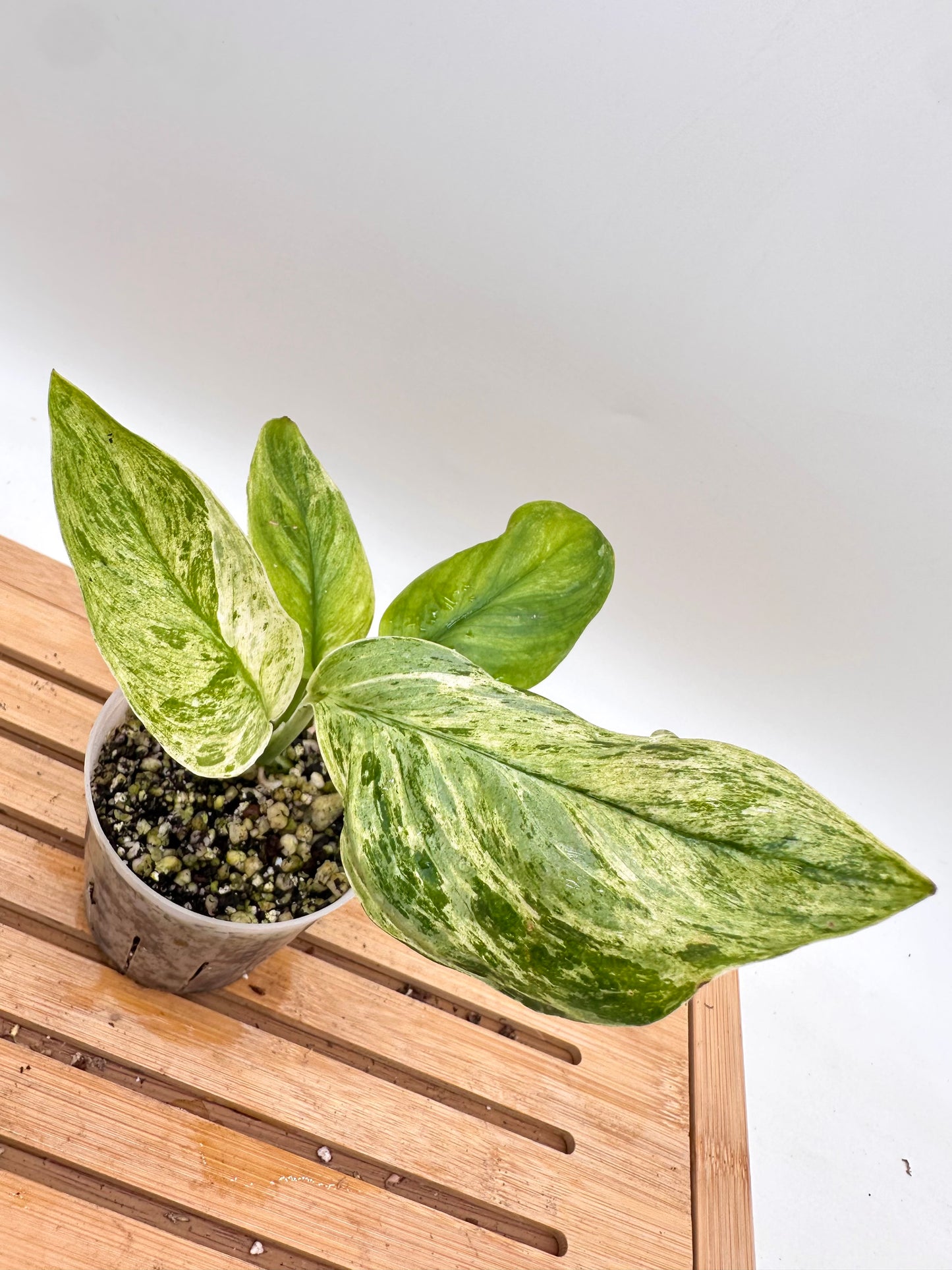 Scindapsus Treubii Moonlight Mint Variegated