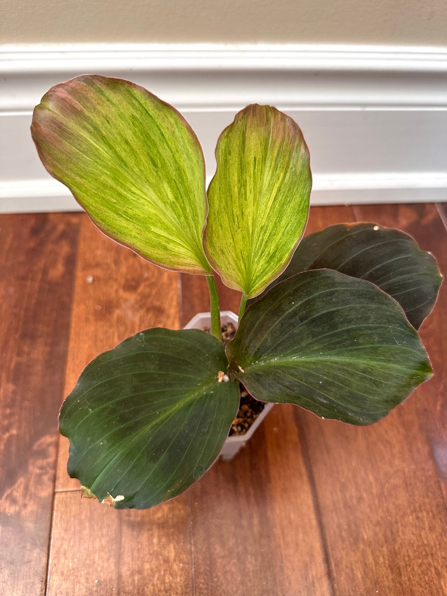 Variegated Kaempferia sp.
