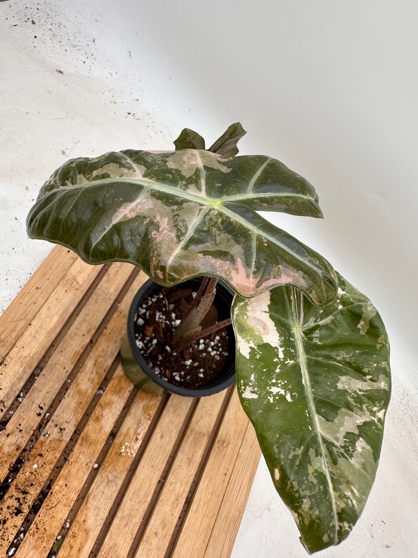 Alocasia Sanderiana Pink Variegated CORM