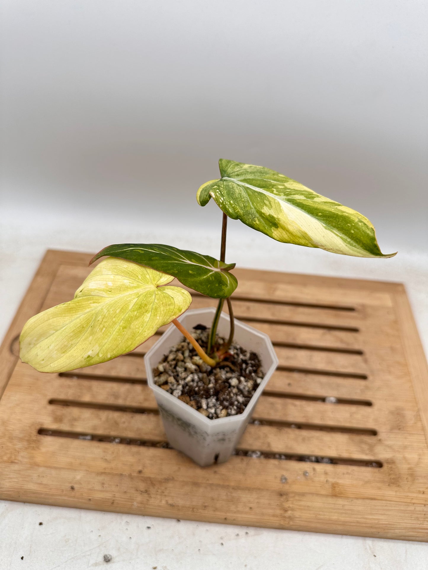 Philodendron Gloriosum Aurea Variegated - Thanksgiving Sale 💚
