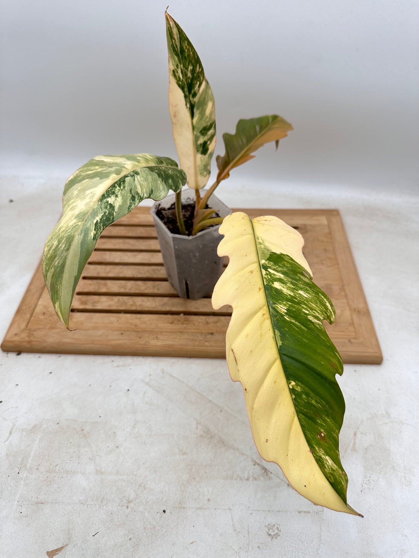 Philodendron Caramel Marble