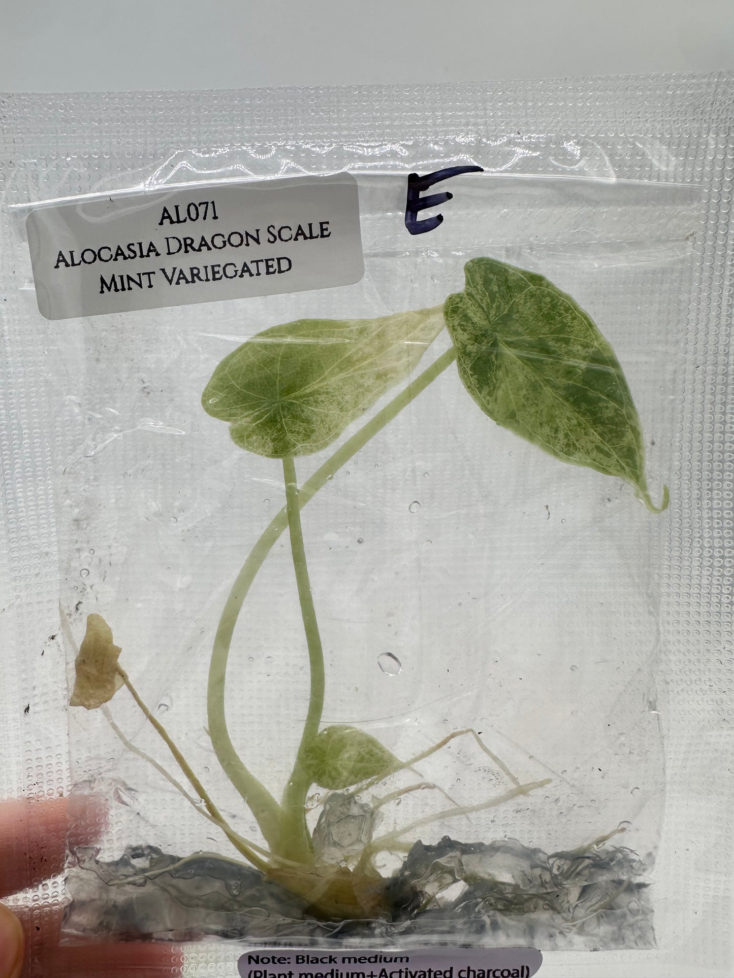 Tissue Culture - Alocasia Dragon Scale Mint Variegated