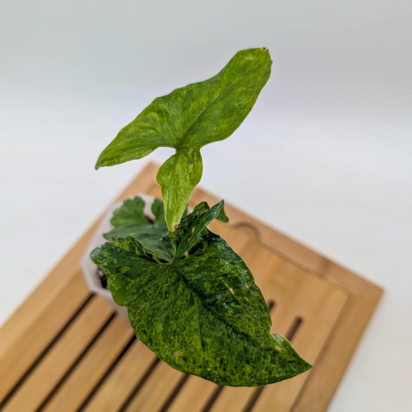 Syngonium Mojito