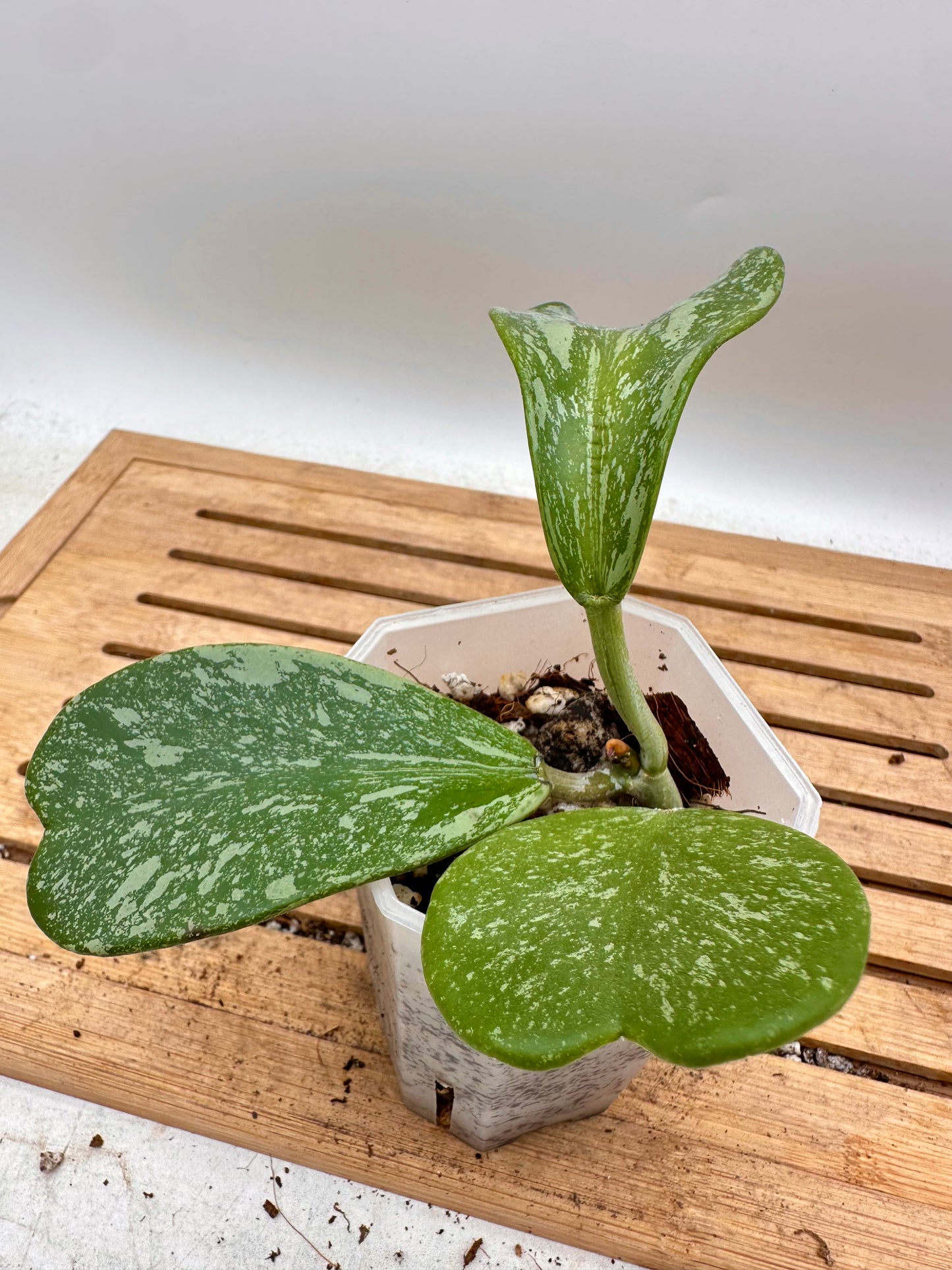 Hoya Kerri Splash