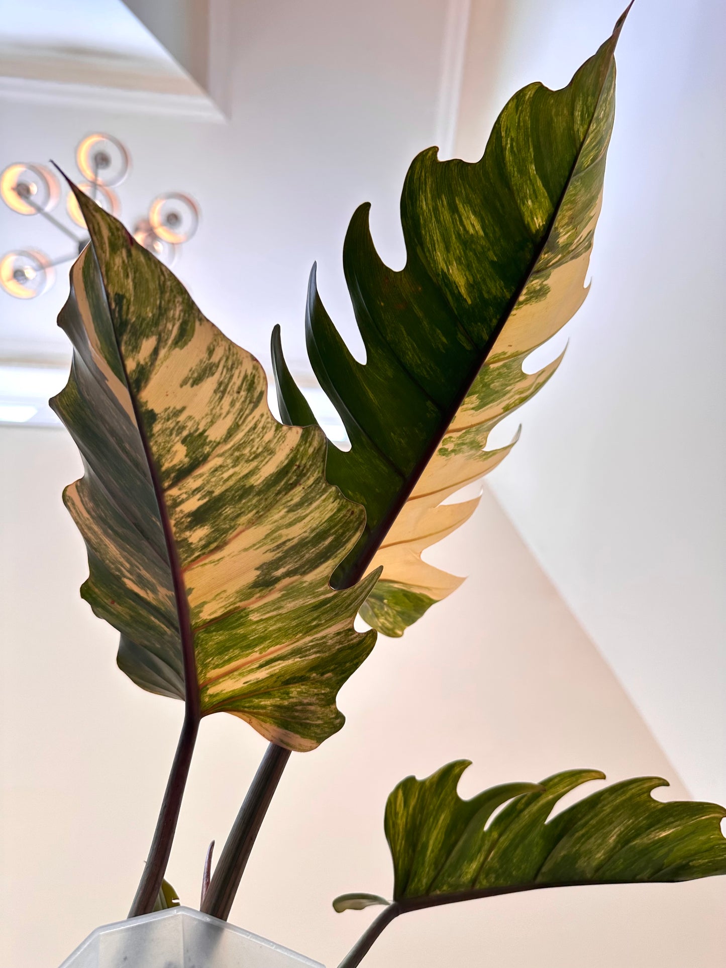 Philodendron Caramel Marble Variegated - August Sale