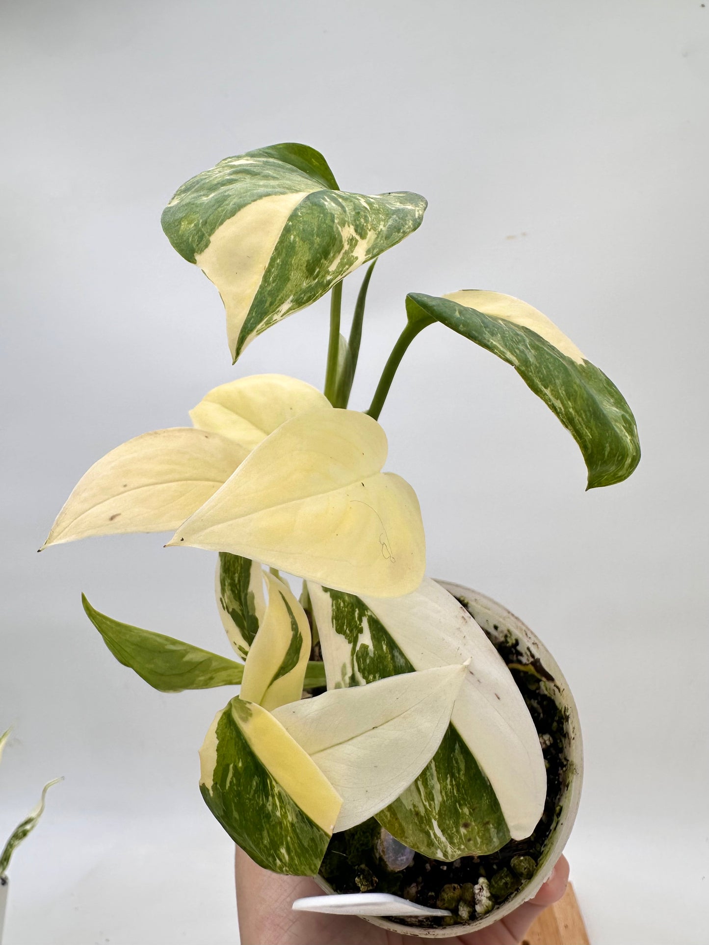 Monstera Lechleriana Albo Variegated - Multiple Growths
