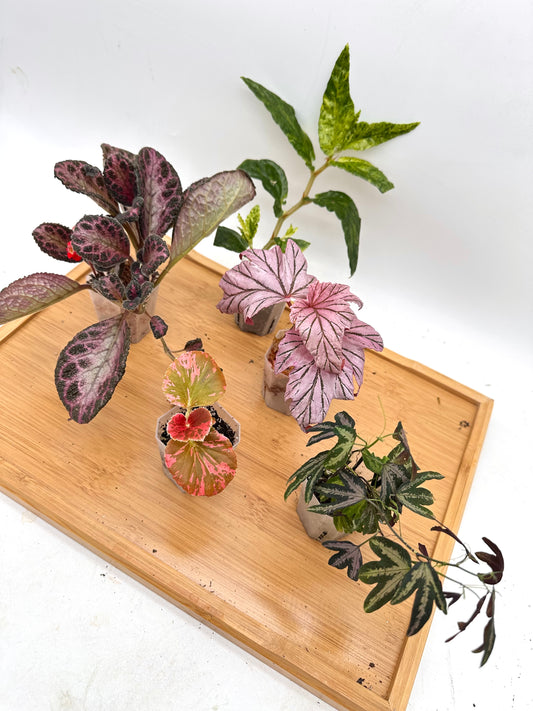 *Bundle Sale - Begonia