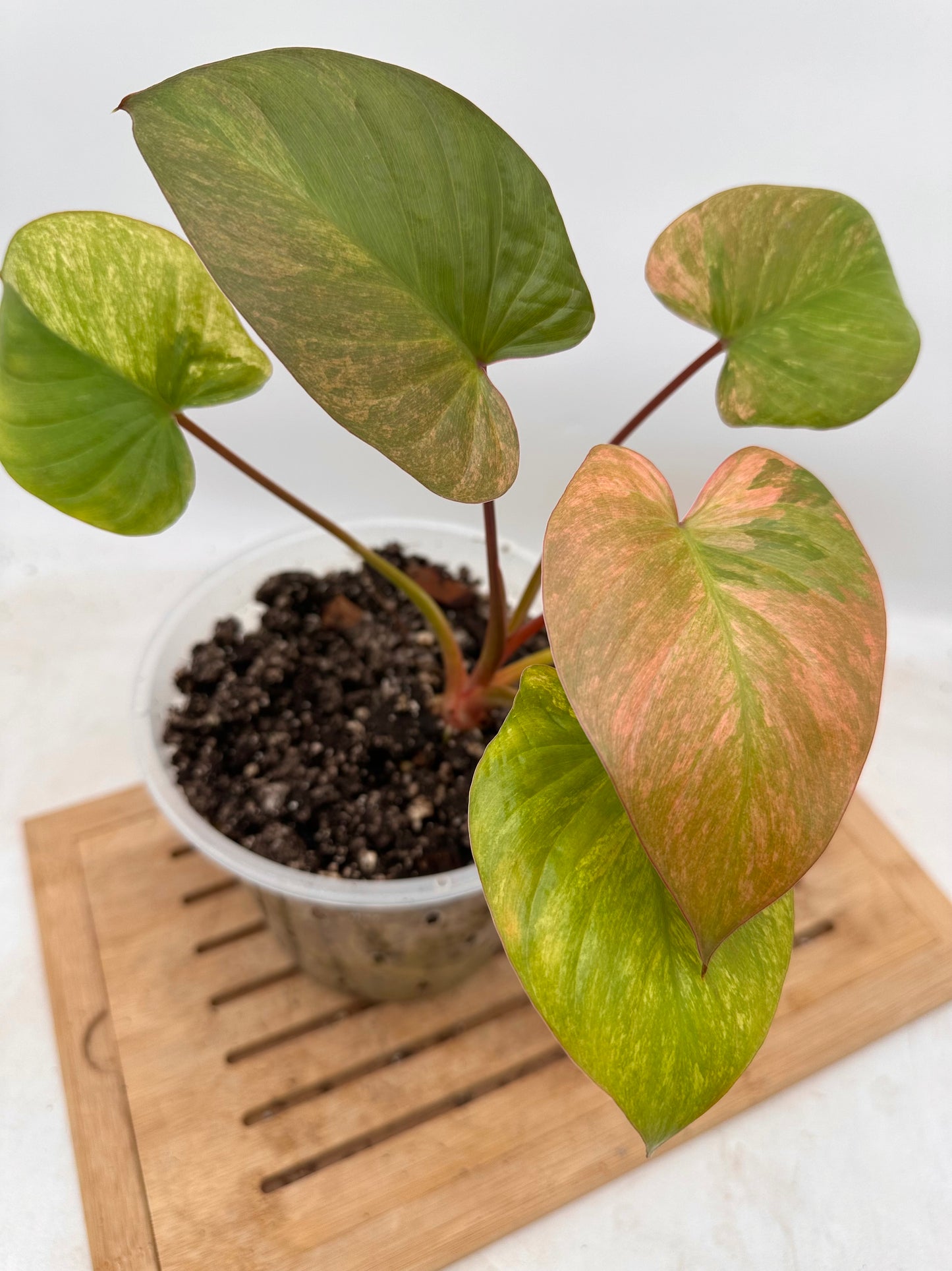 Homalonema Rubences Mint Pink Variegated