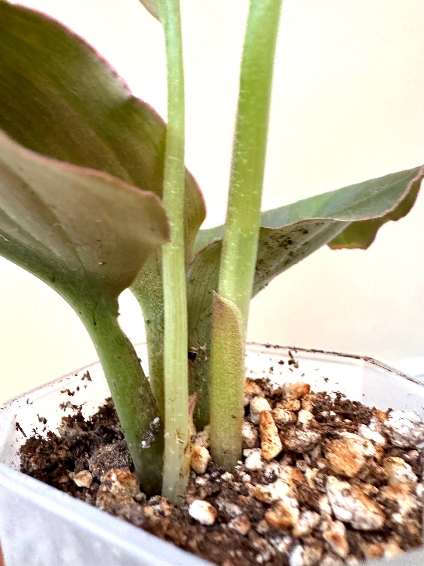 Variegated Kaempferia sp.