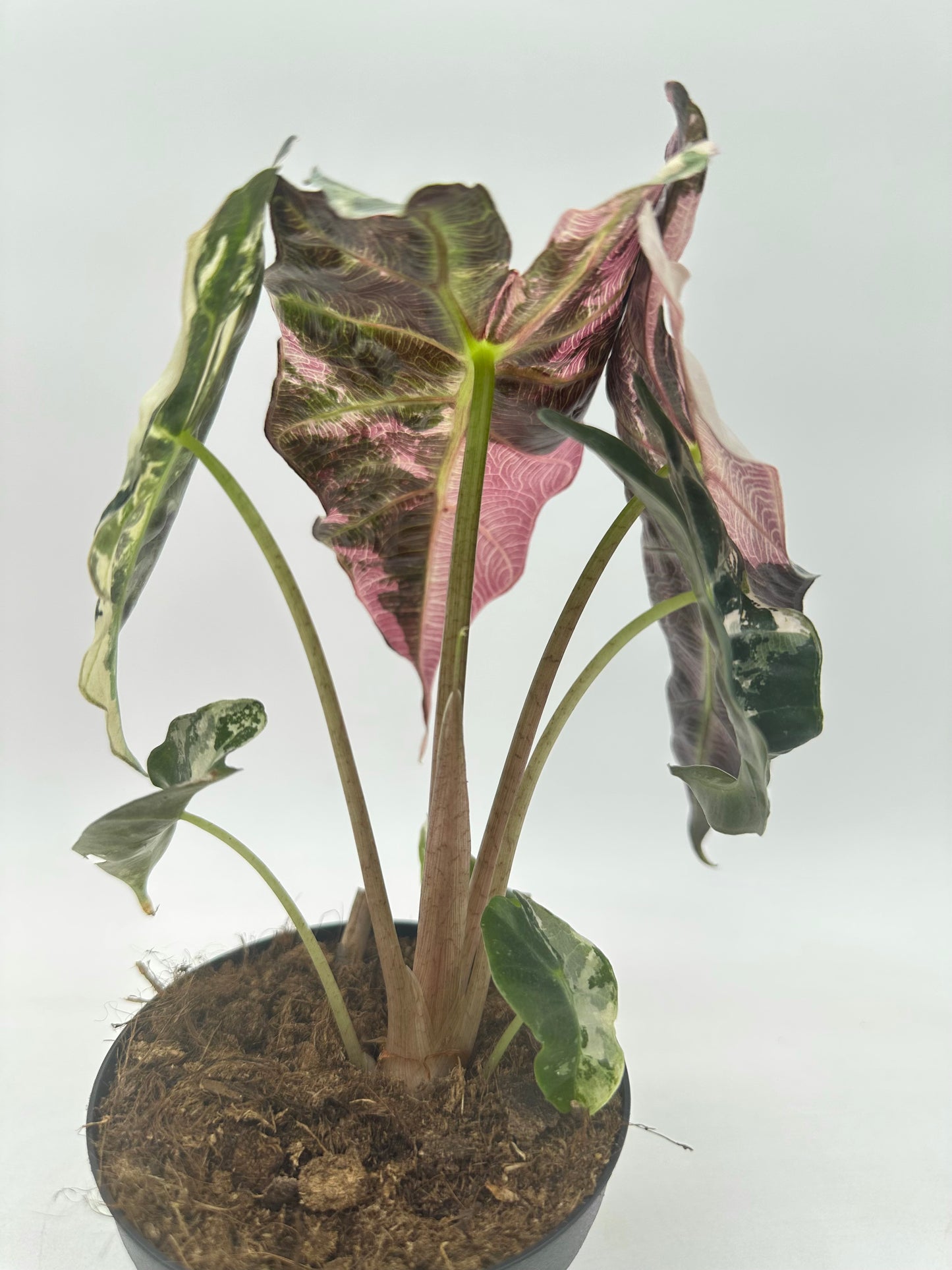 Alocasia Polly Pink Variegated