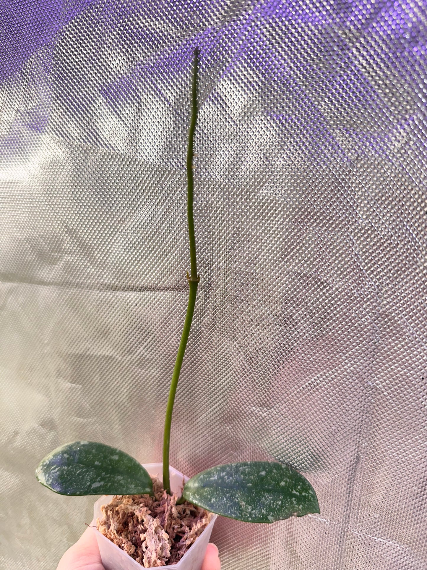 Hoya Diversifolia Splash - Top Cutting