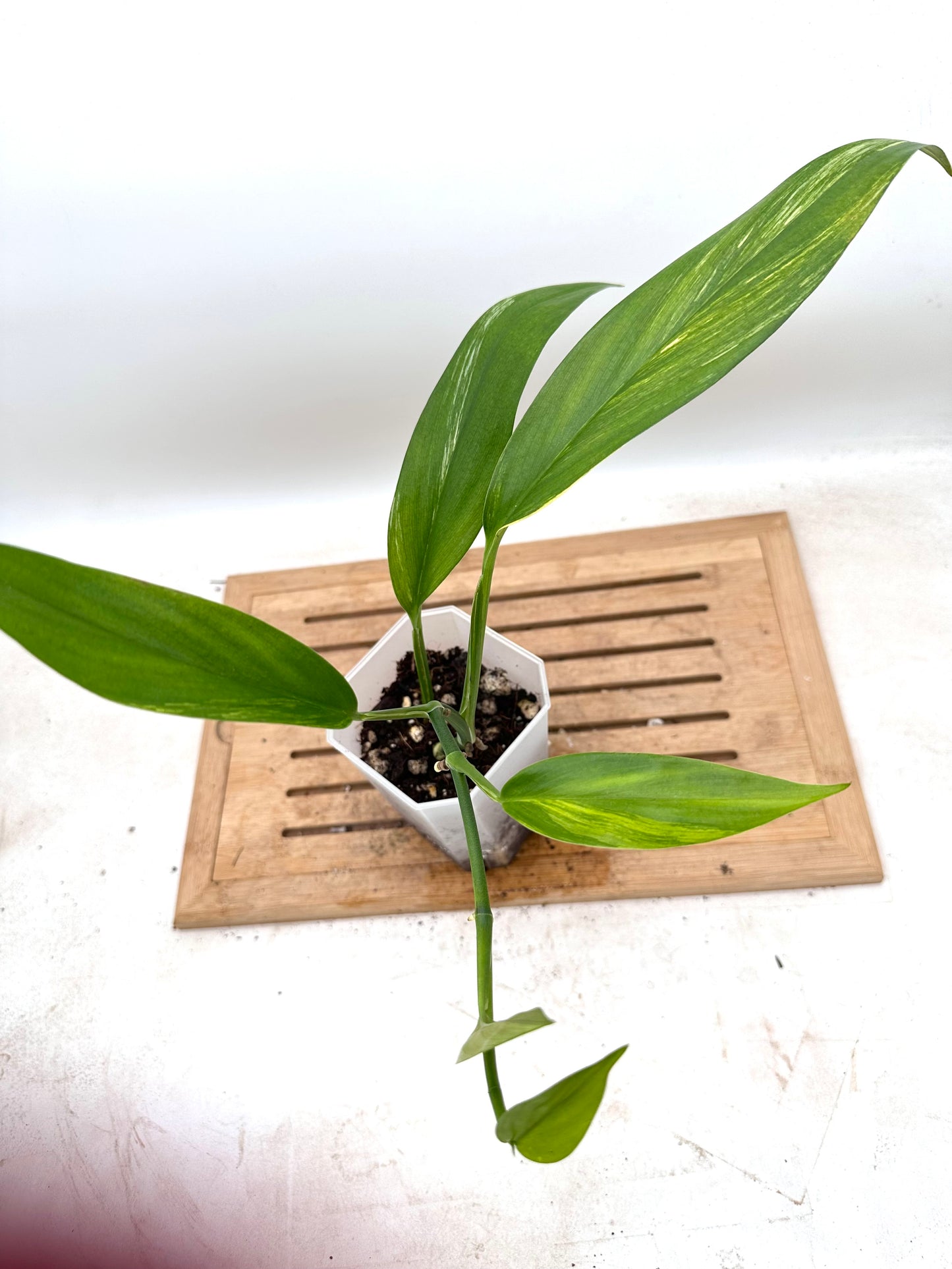 Epipremnum Amplissimum Variegated - Thanksgiving Sale 💚