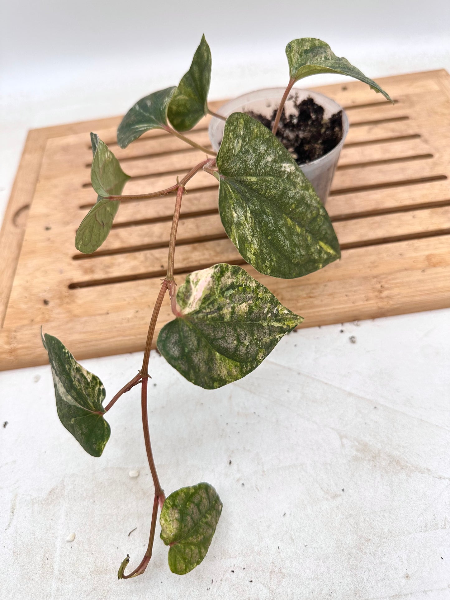 Piper Sylvaticum Variegated - August Sale