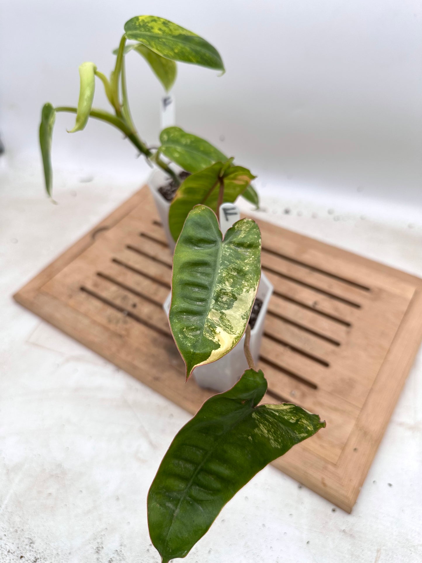Combo Sale - Philodendron Billietiae Variegated & Domesticum Variegated