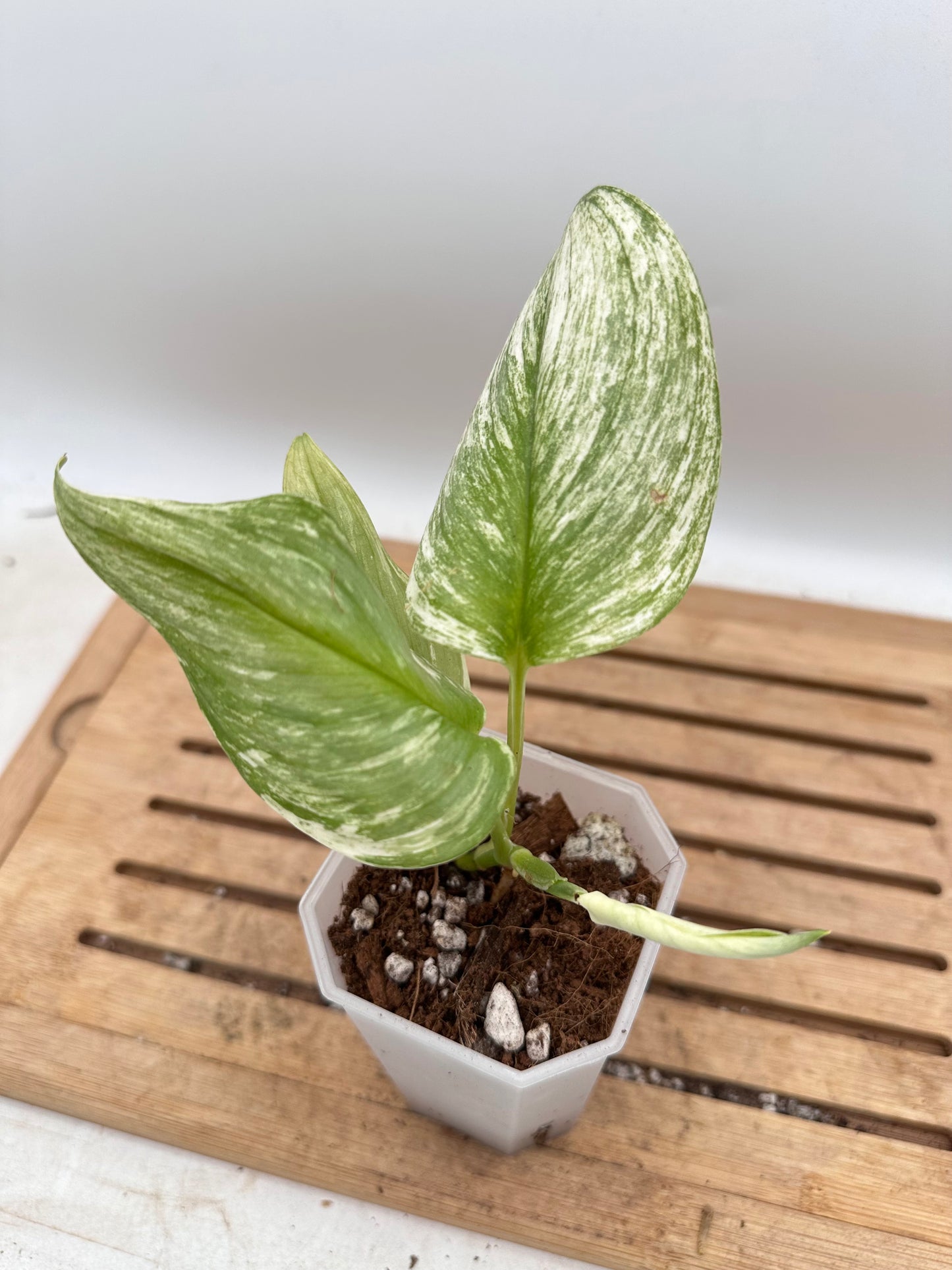 Scindapsus Treubii Moonlight Variegatef