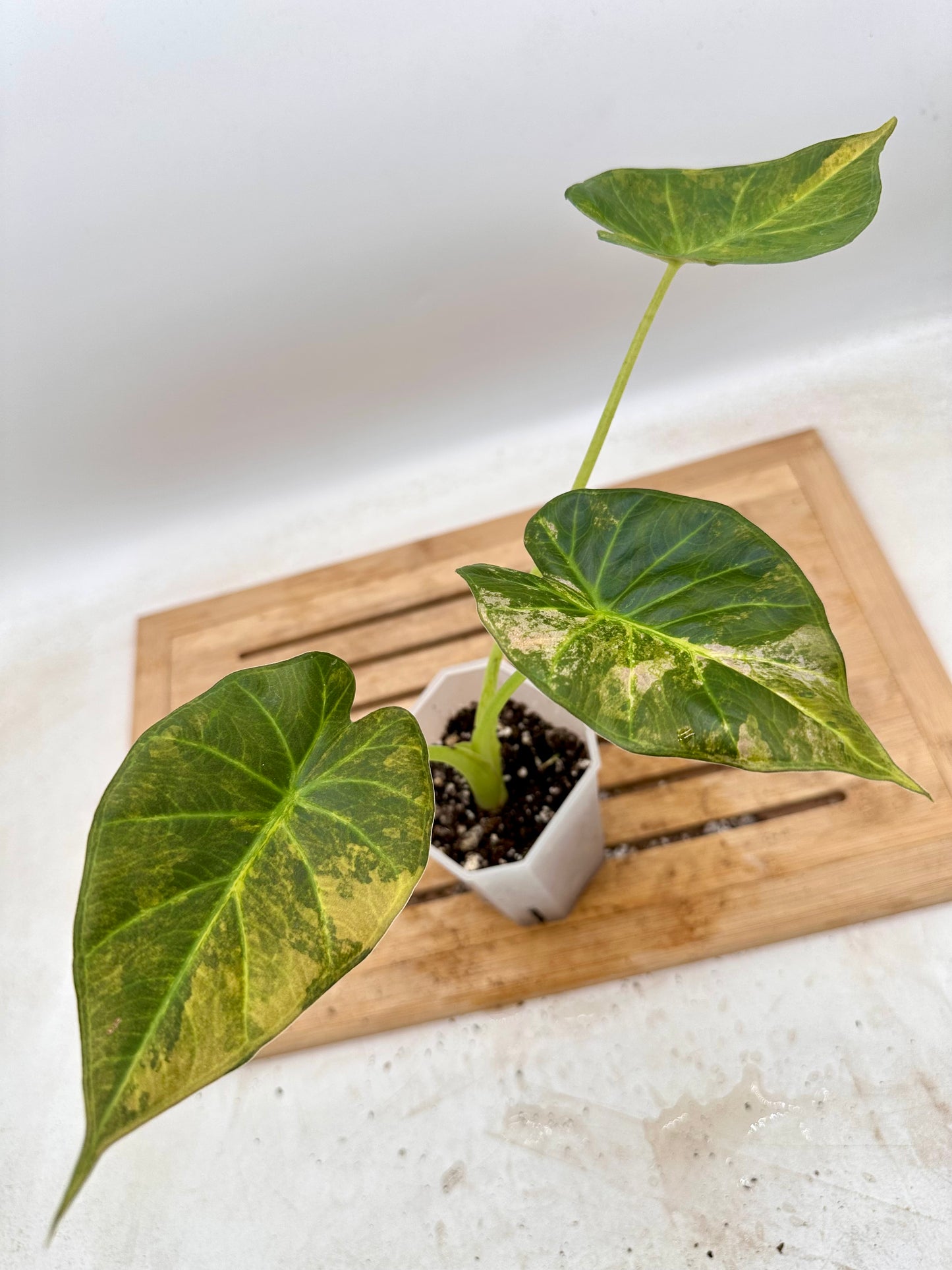 Alocasia Regal Shields Aurea Variegated