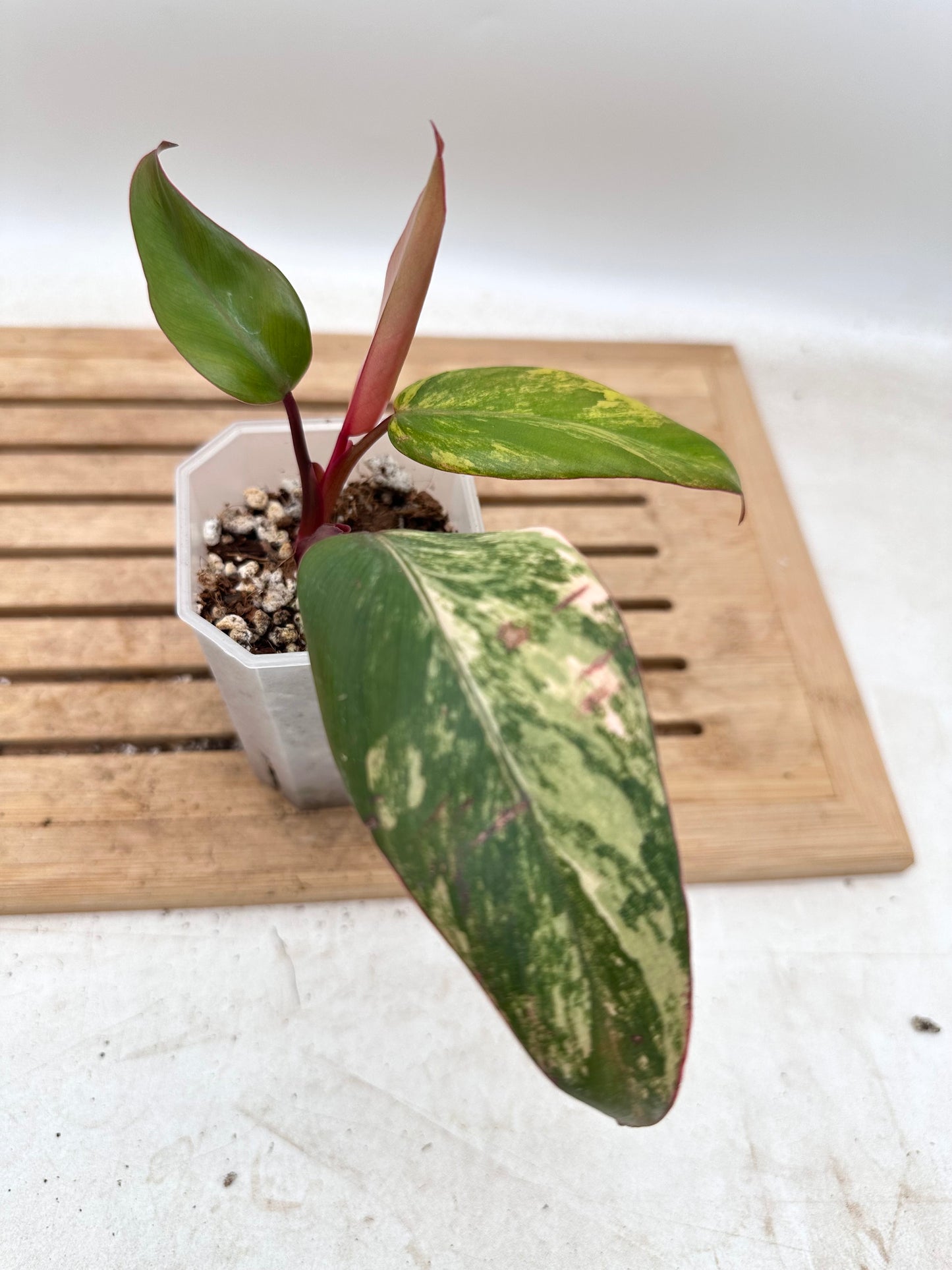 Philodendron Strawberry Shake - Thanksgiving Sale 💚