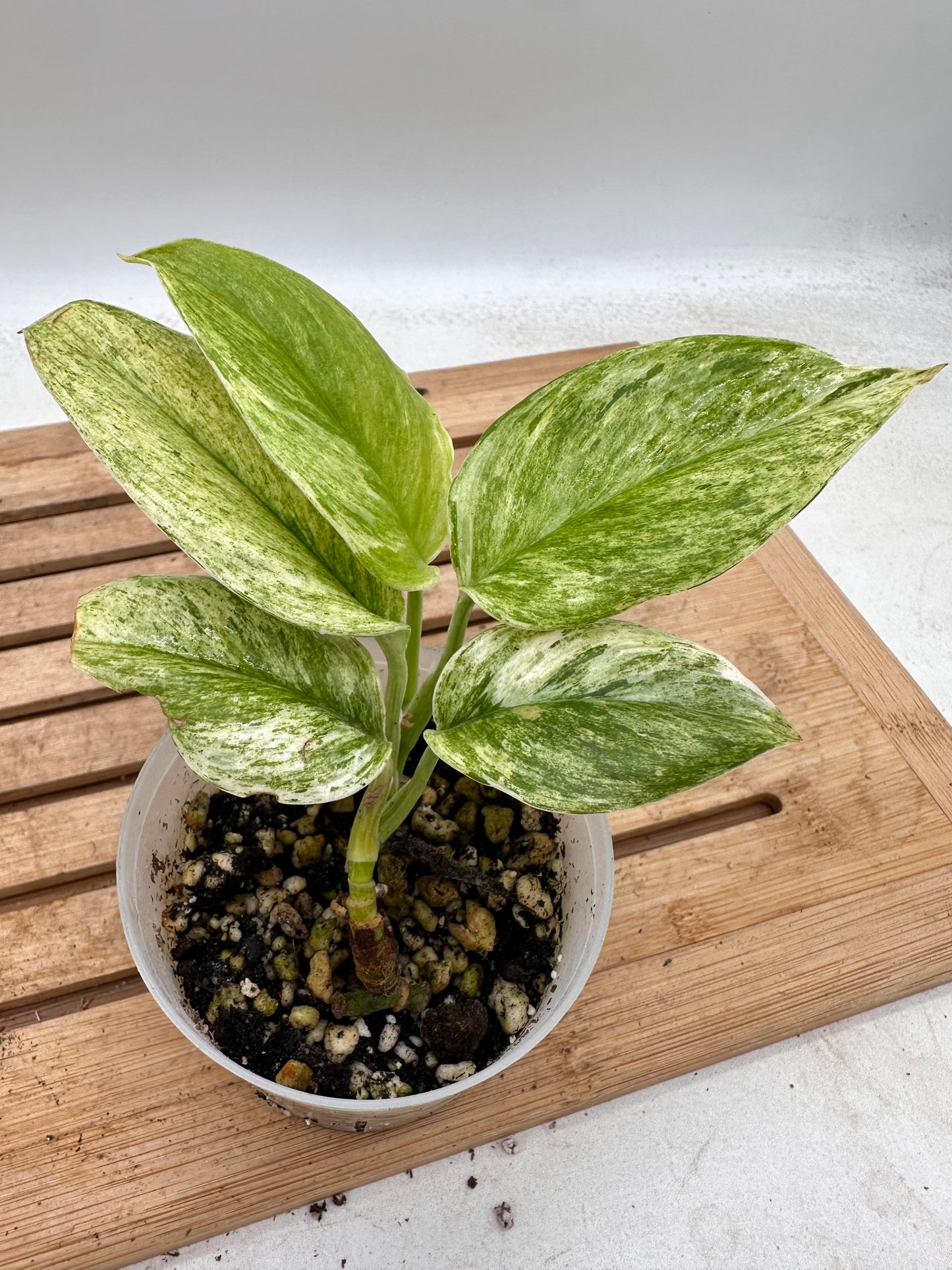 Scindapsus Super Star