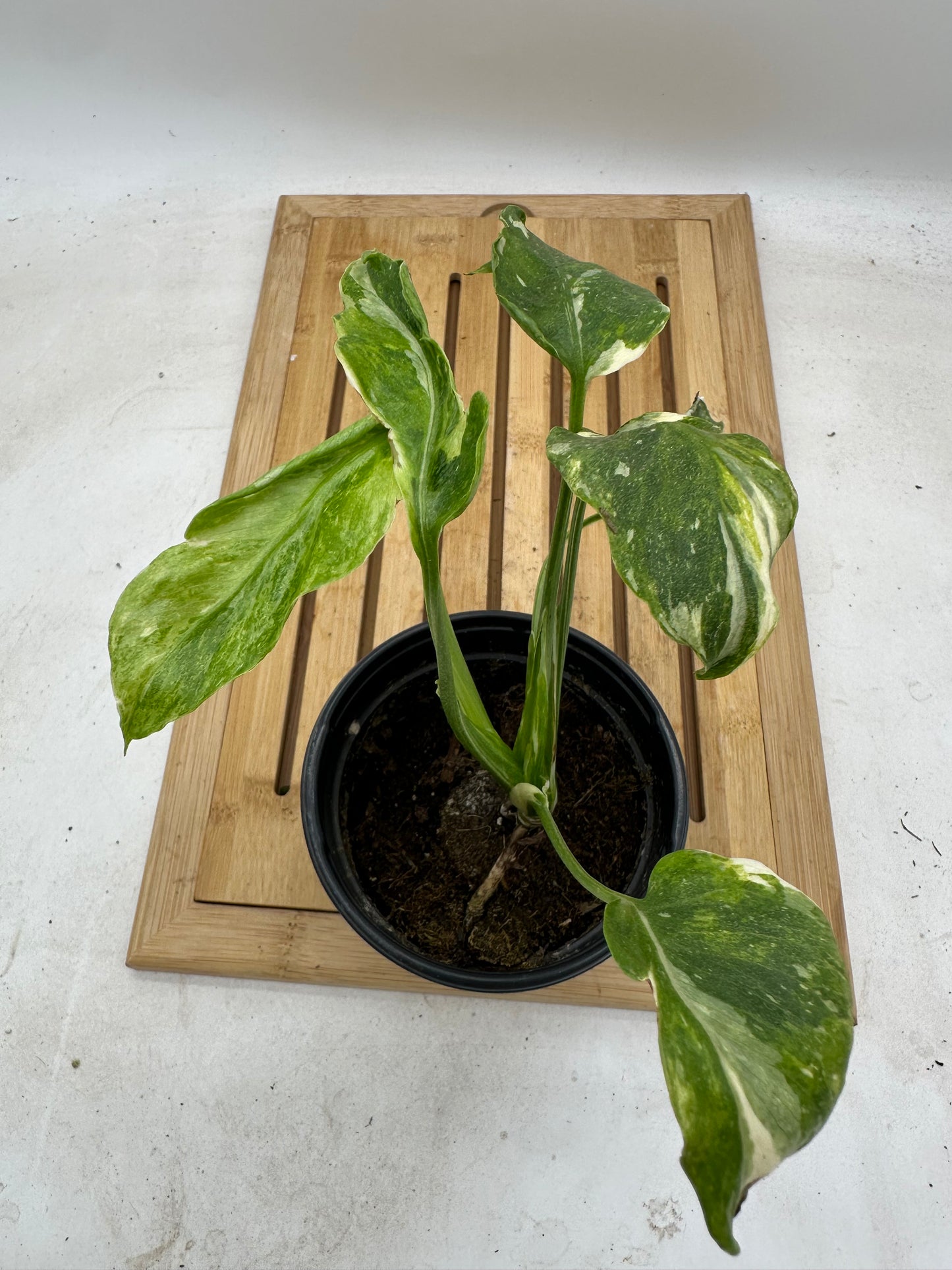 Monstera Tri-Color Mutated