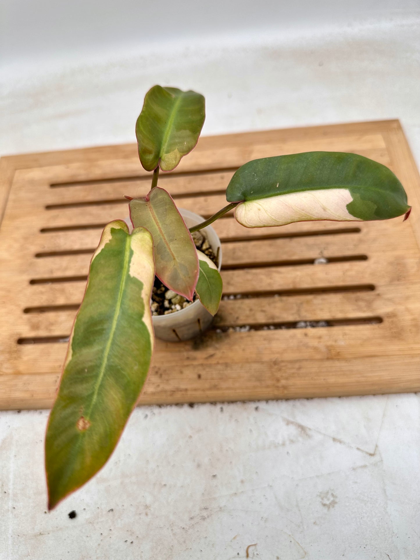 Philodendron Atabapoense Variegated