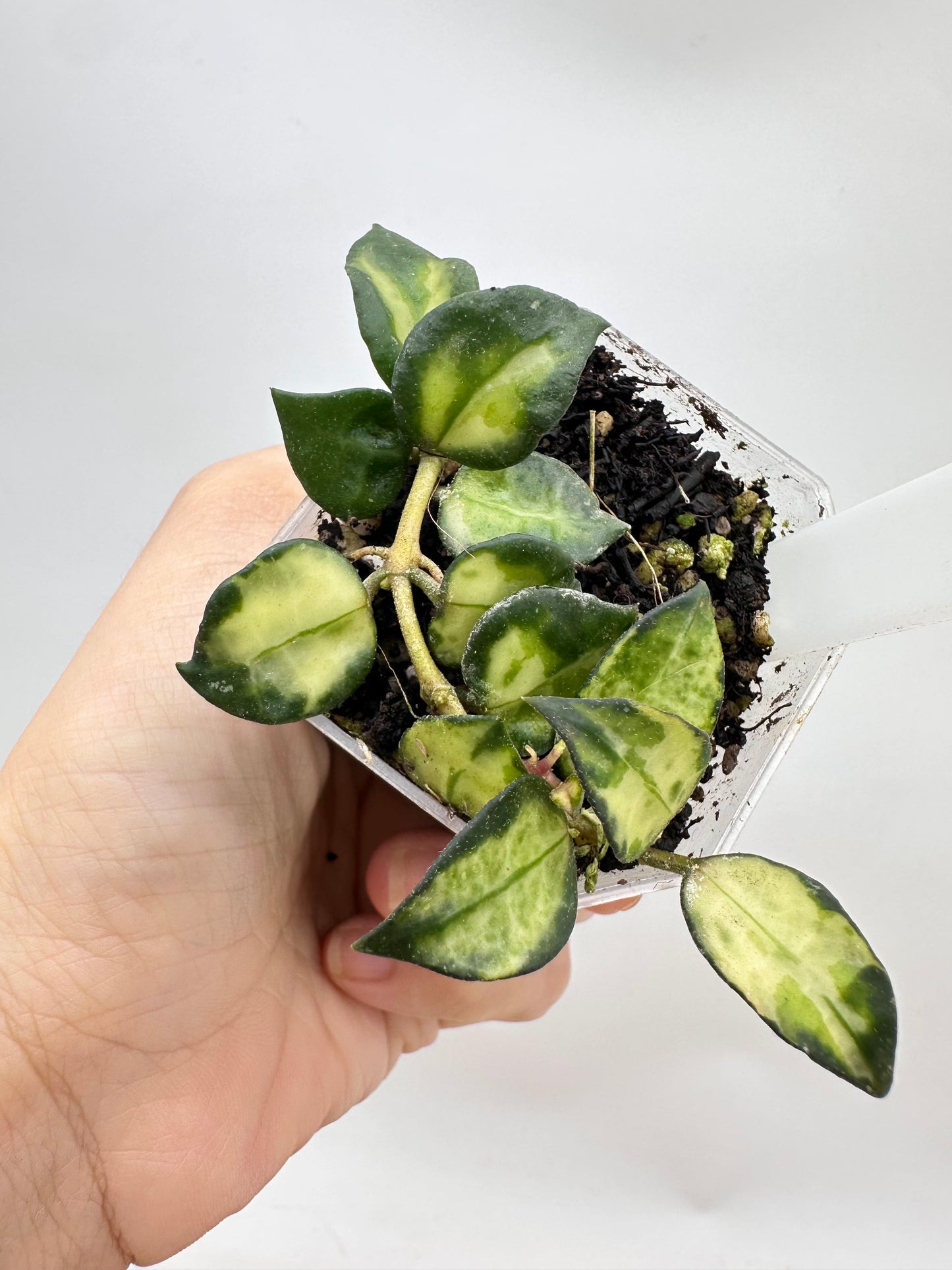 Hoya Lac. ‘Bruno’ Tricolor - Multiple Growths