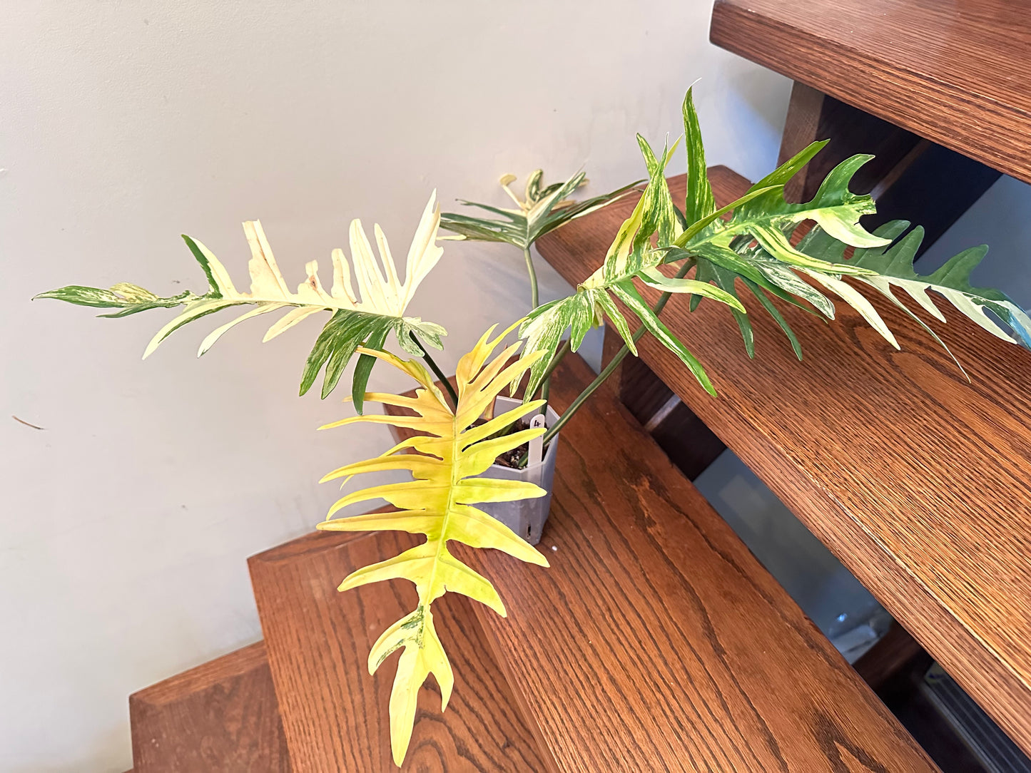Philodendron Florida Beauty x Tortum Variegated 04- Large Size