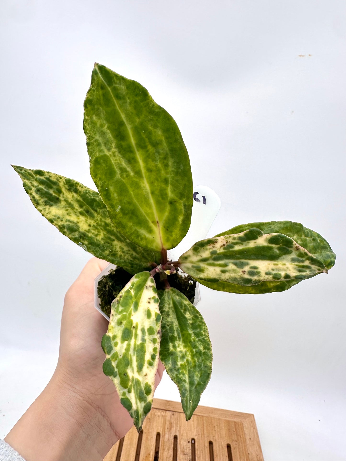 Hoya Crocodile - 2 active growths