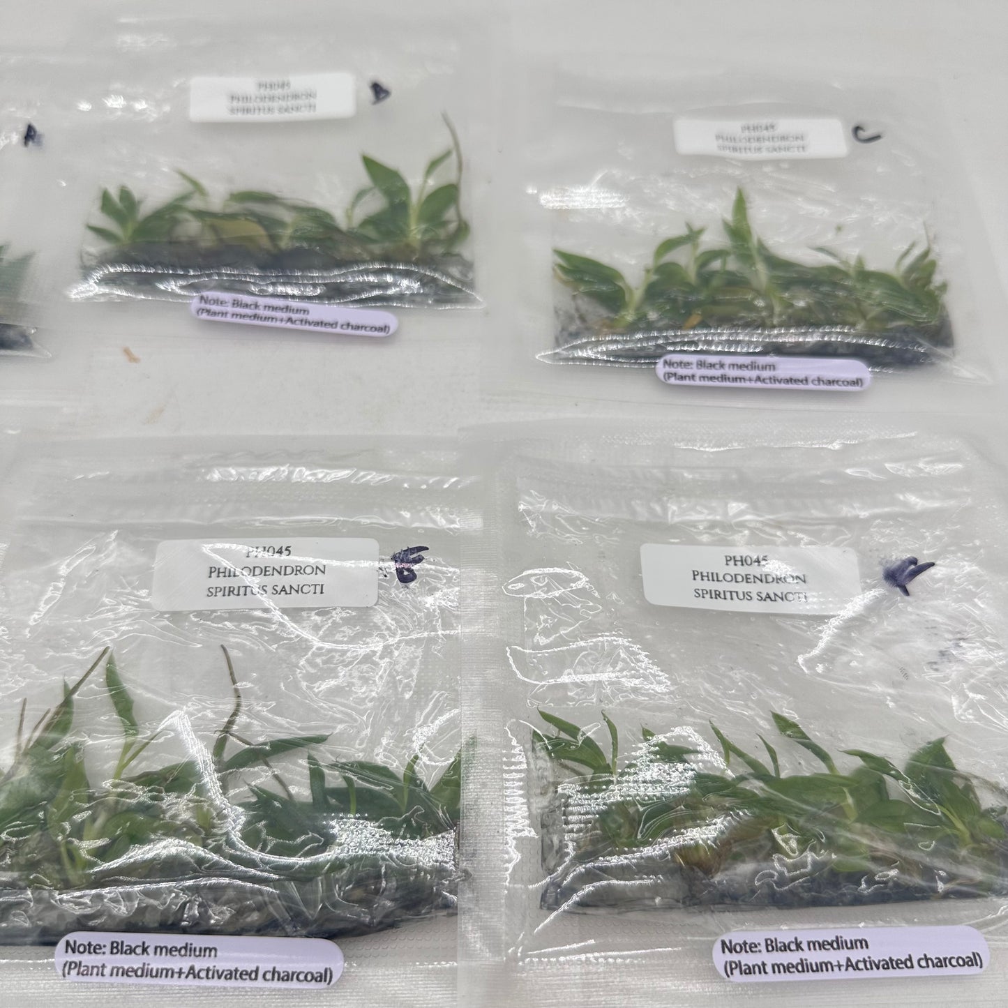 Tissue Culture - Philodendron Spiritus Sancti - Bag of 5