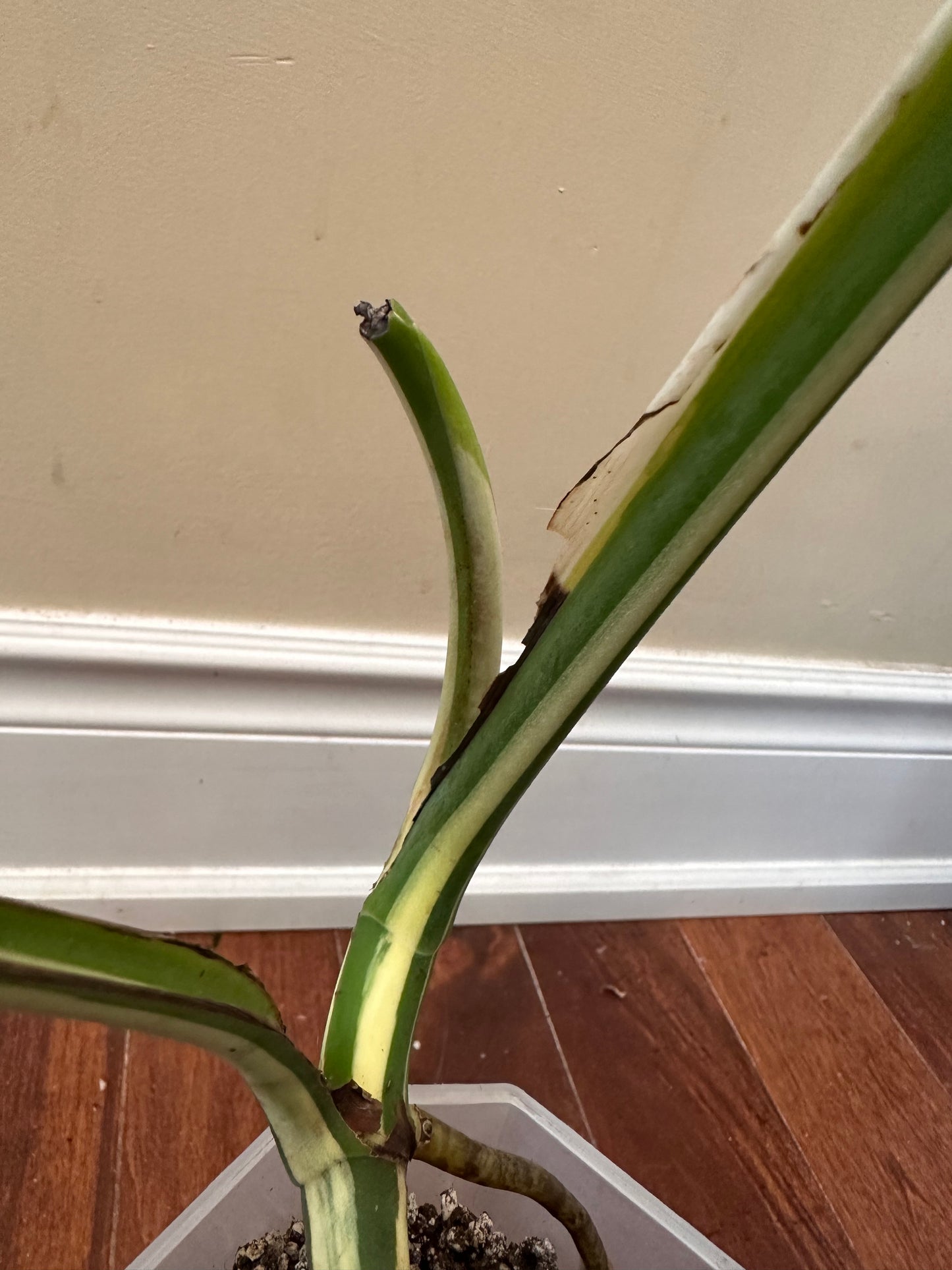Monstera Albo - Clearance