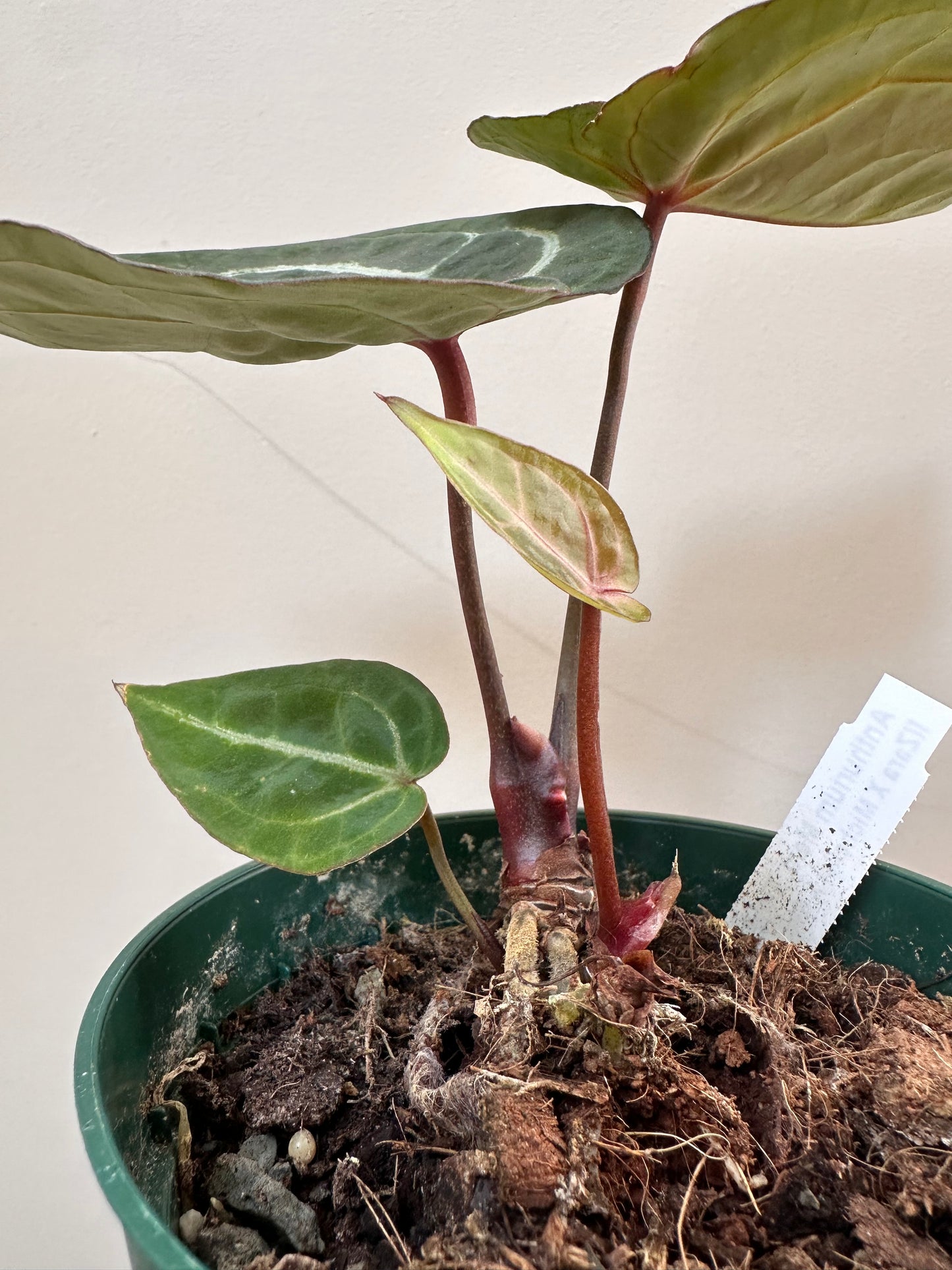 Anthurium Memoria Tim Anderson ( Zara x Michelle x Red Crystallinum) - Multiple growths - Thanksgiving Sale 💚