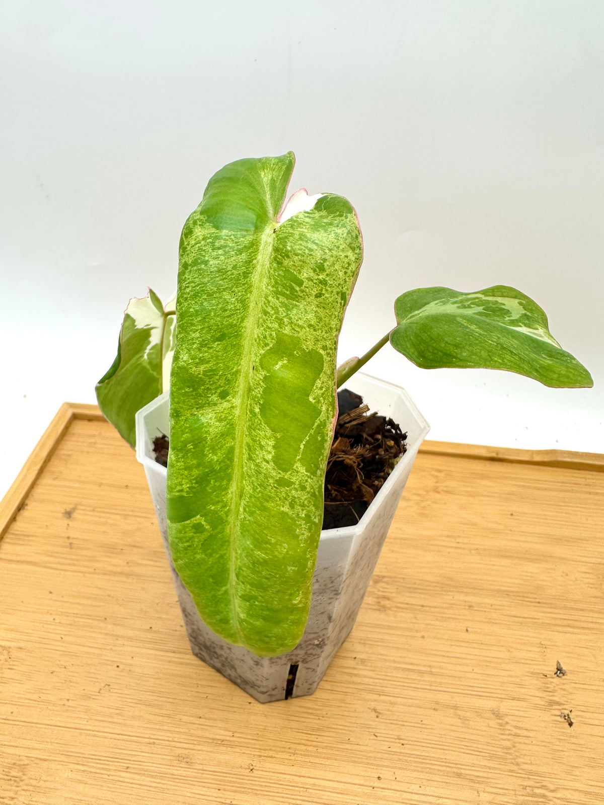 Philodendron Paraiso Verde Albo Variegated - 2 Growths