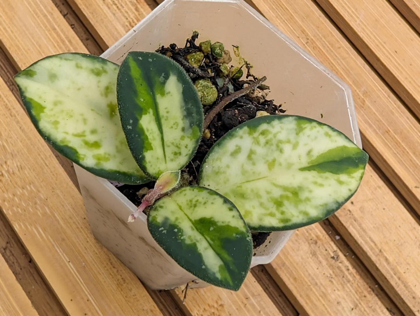 Hoya Mathilde Variegated