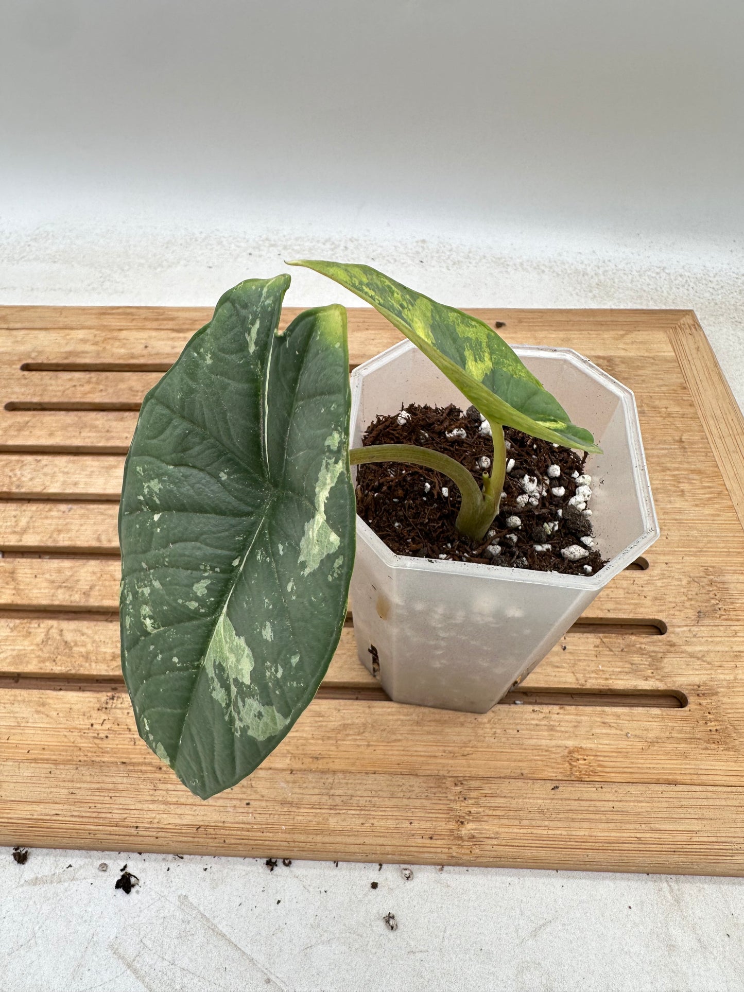 Alocasia Platinum Albo Variegated - August Sale