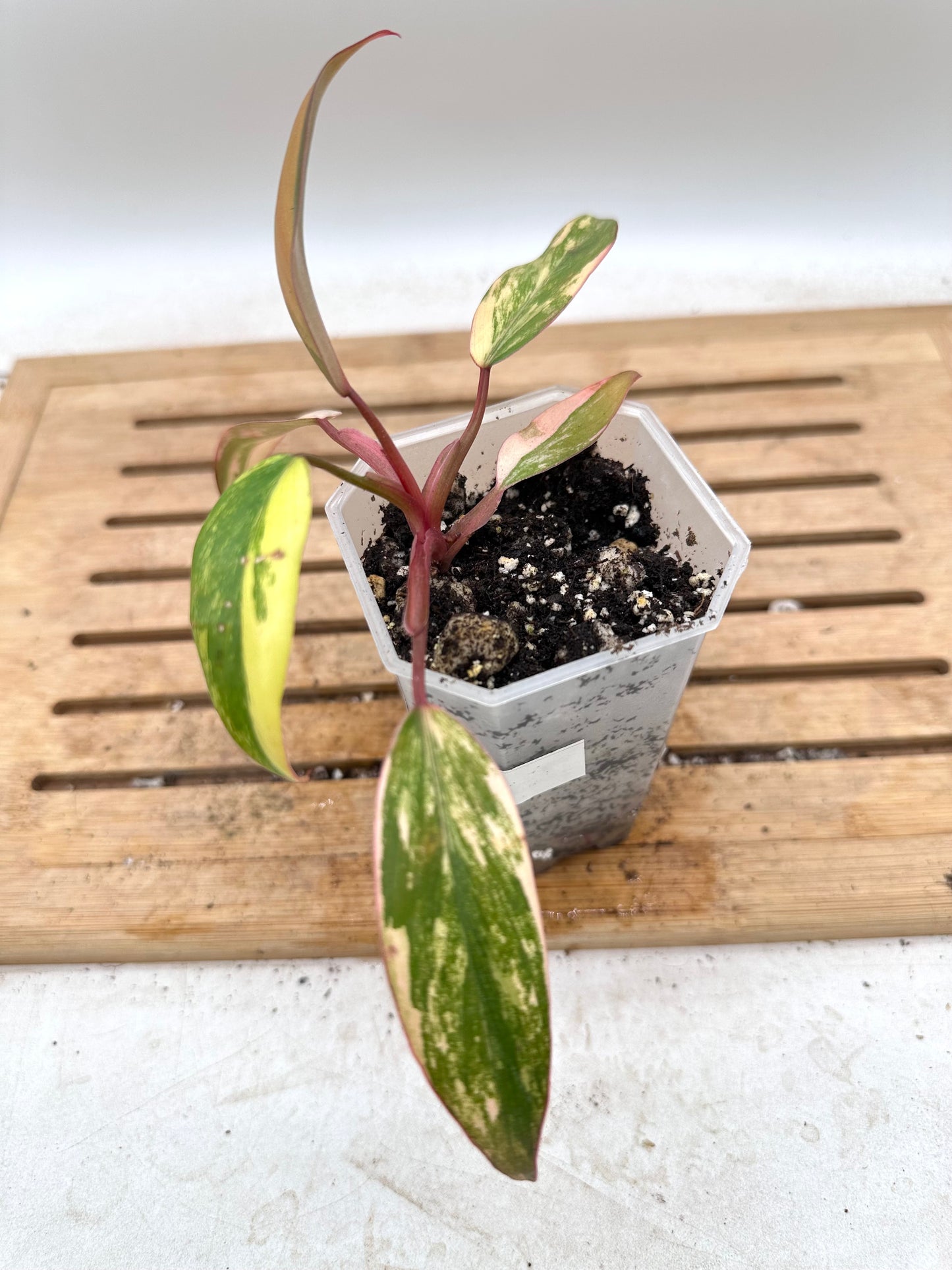 Philodendron Strawberry Shake - Thanksgiving Sale 💚