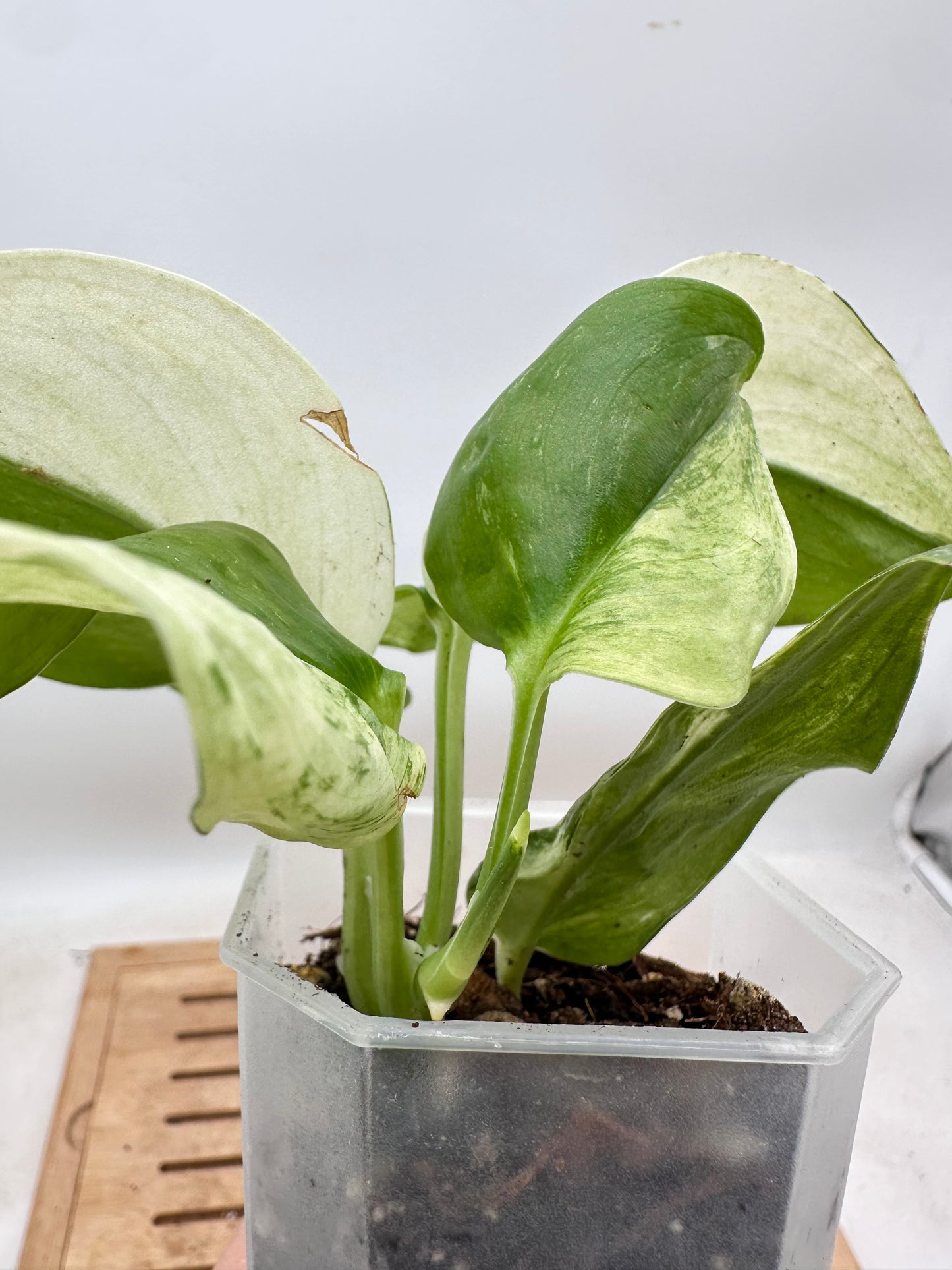 Scindapsus Treubii Albo Variegated