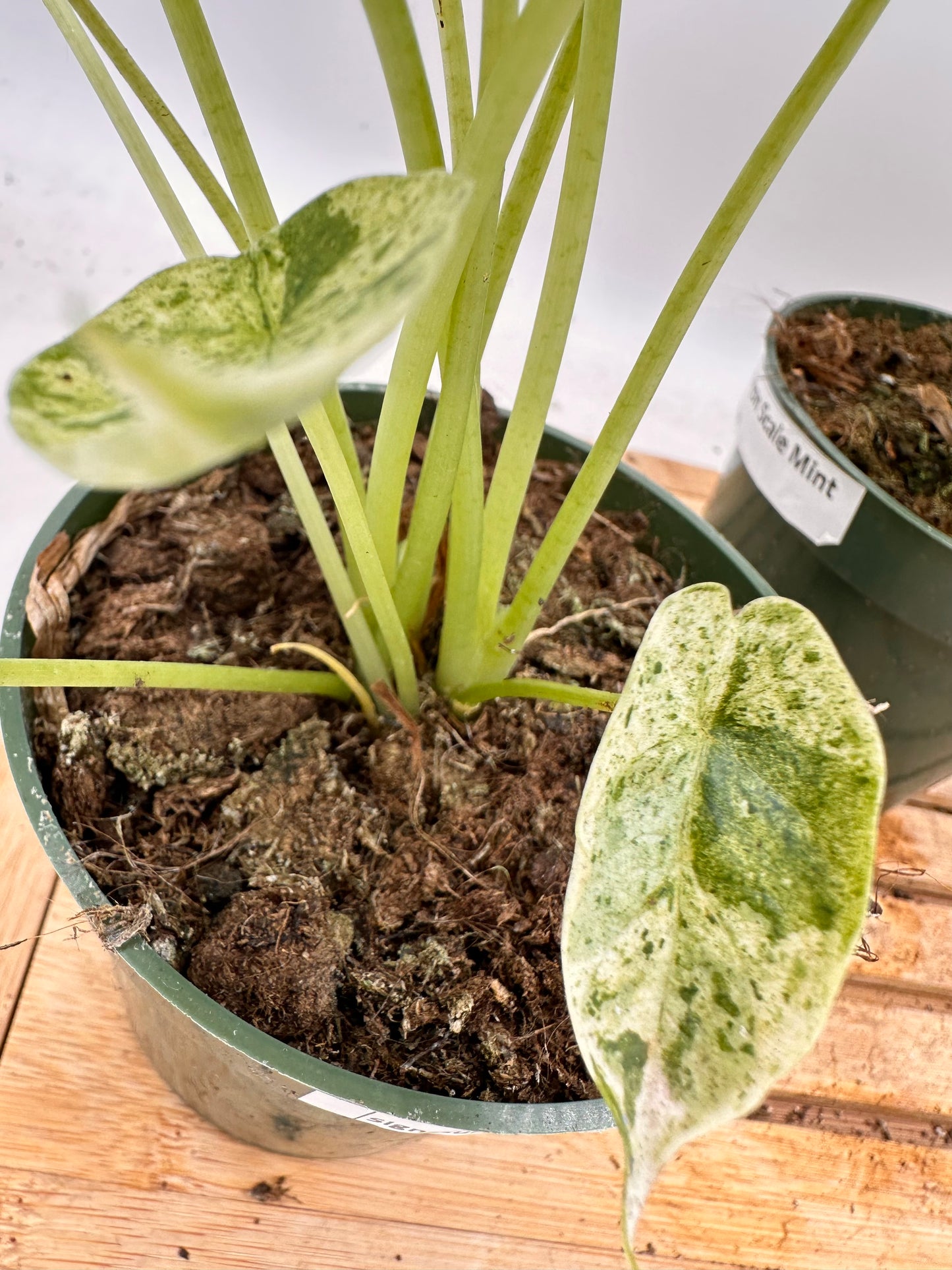 Alocasia Dragon Scale Mint - Multiple plants in each pot - August Sale